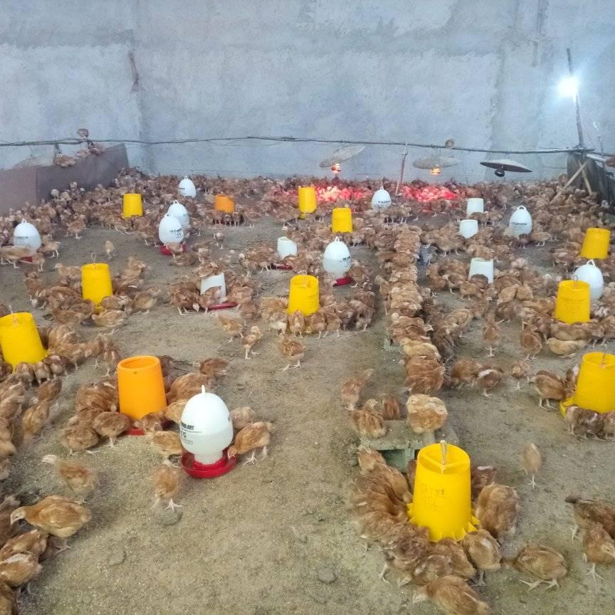 Deraro animal feeds