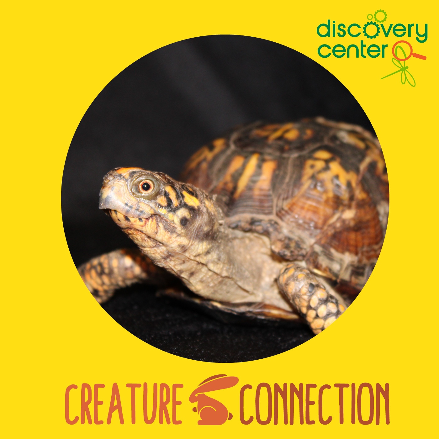 Discovery - 🌟🐢 Did you know the Eastern Box Turtle is Tennessee’s ...