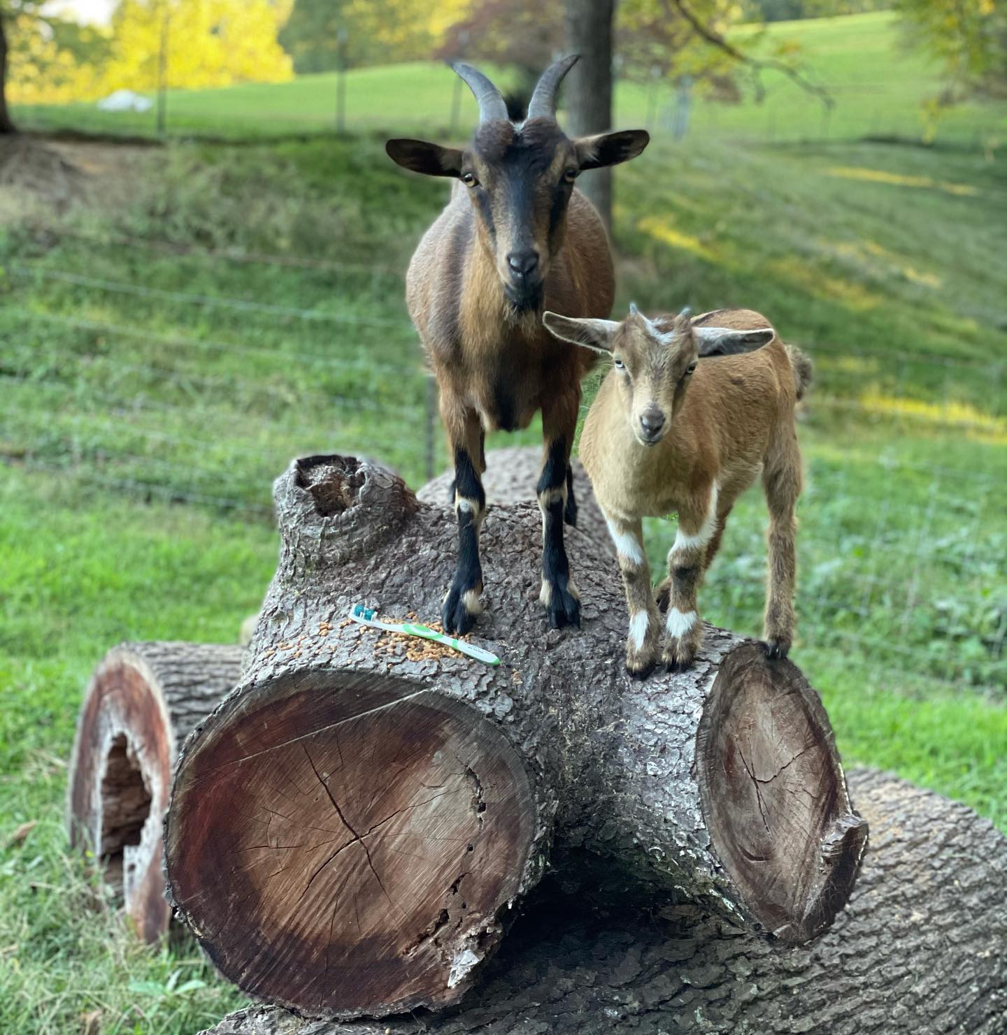 The Dental Goats and my son had a... - Tooth Acres Farms