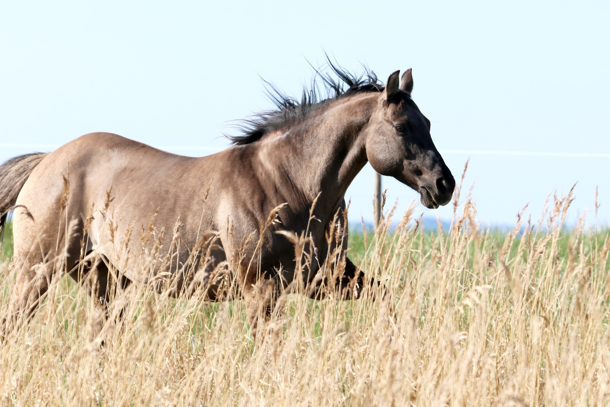 Green Hills Appaloosa Ranch... - Green Hills Appaloosa Ranch