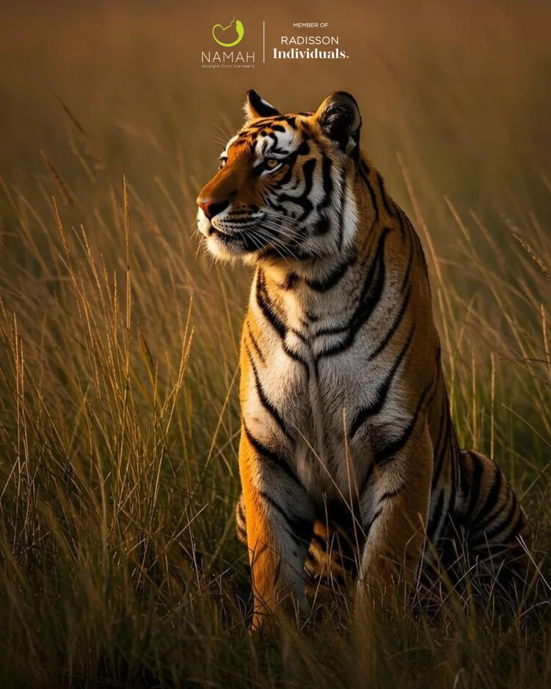 It’s more than a forest. It’s a feeling. In Corbett, the tiger isn’t ...