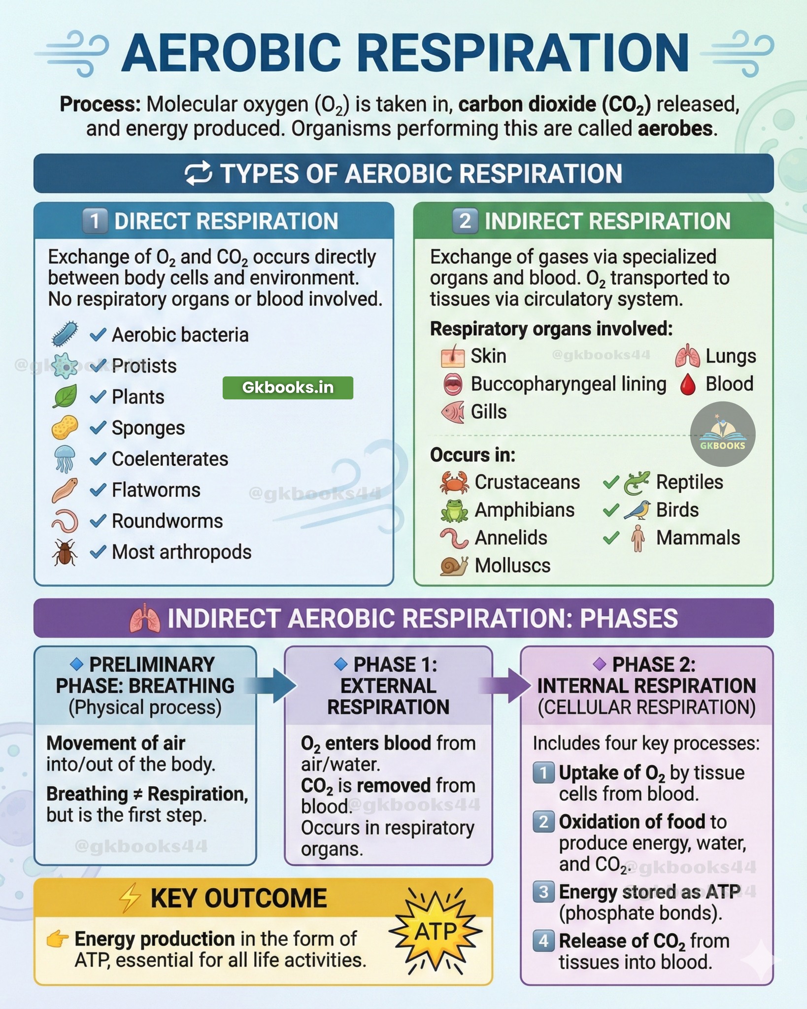 InfoPic - 🫁 Aerobic Respiration: How Living Cells Breathe & Produce ...