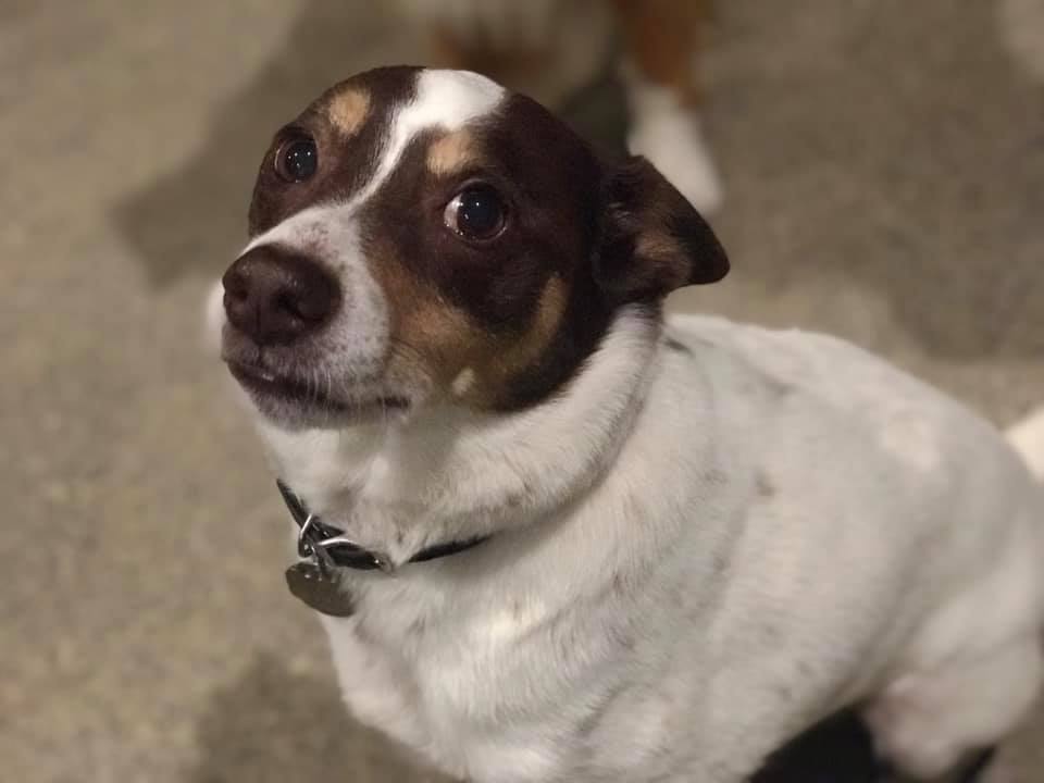 First Choice Pet Services