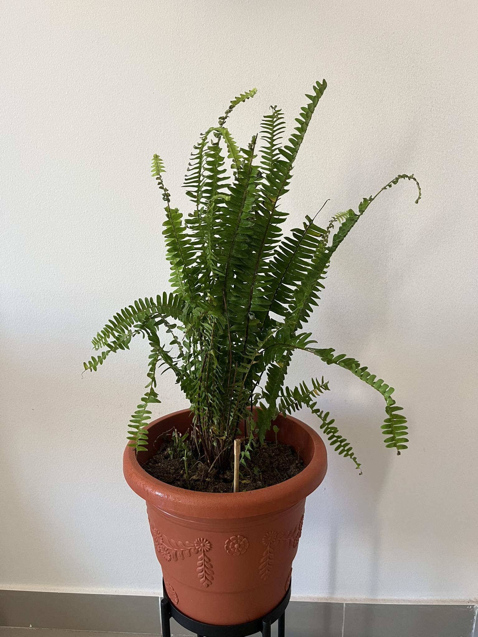 Nephrolepis pendula plant for sale