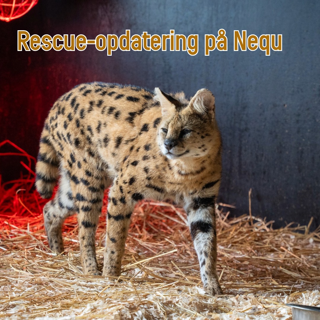 Odsherred - 🐆 Opdatering på NEQU – vores nye rescue serval 💜 Efter ...
