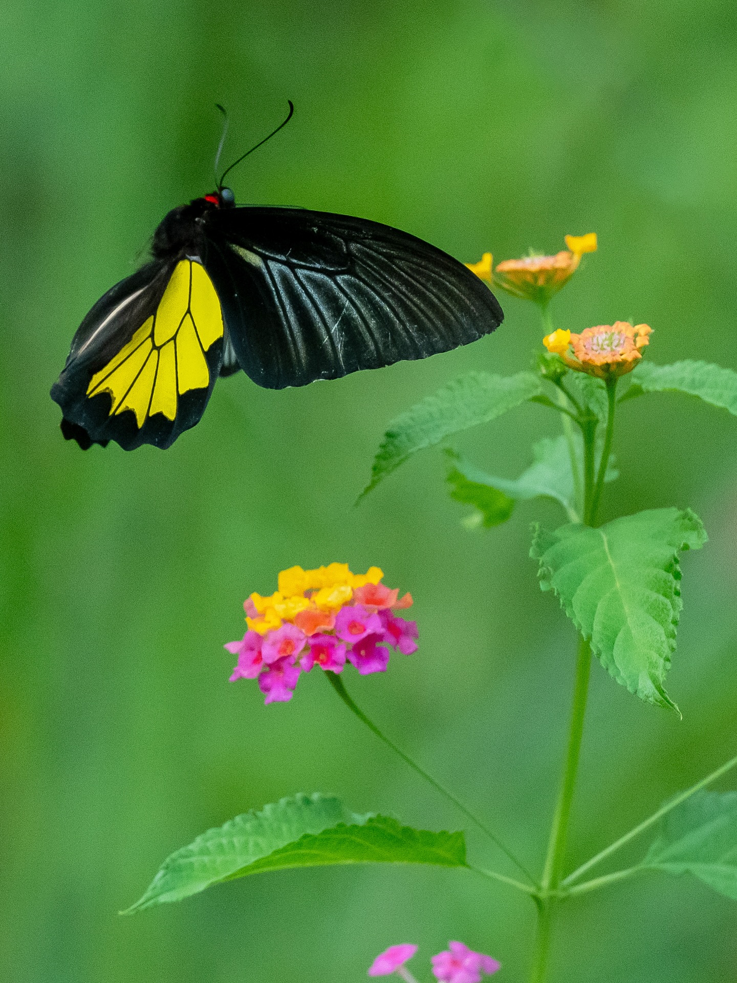 Sammilan - The Southern Birdwing (Troides minos) exhibits strict ...