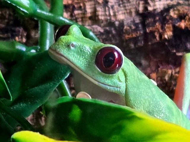 Josh's - Check out our DEALS this week at Josh's Frogs!!🐸 📅 From 9/8-9/ ...