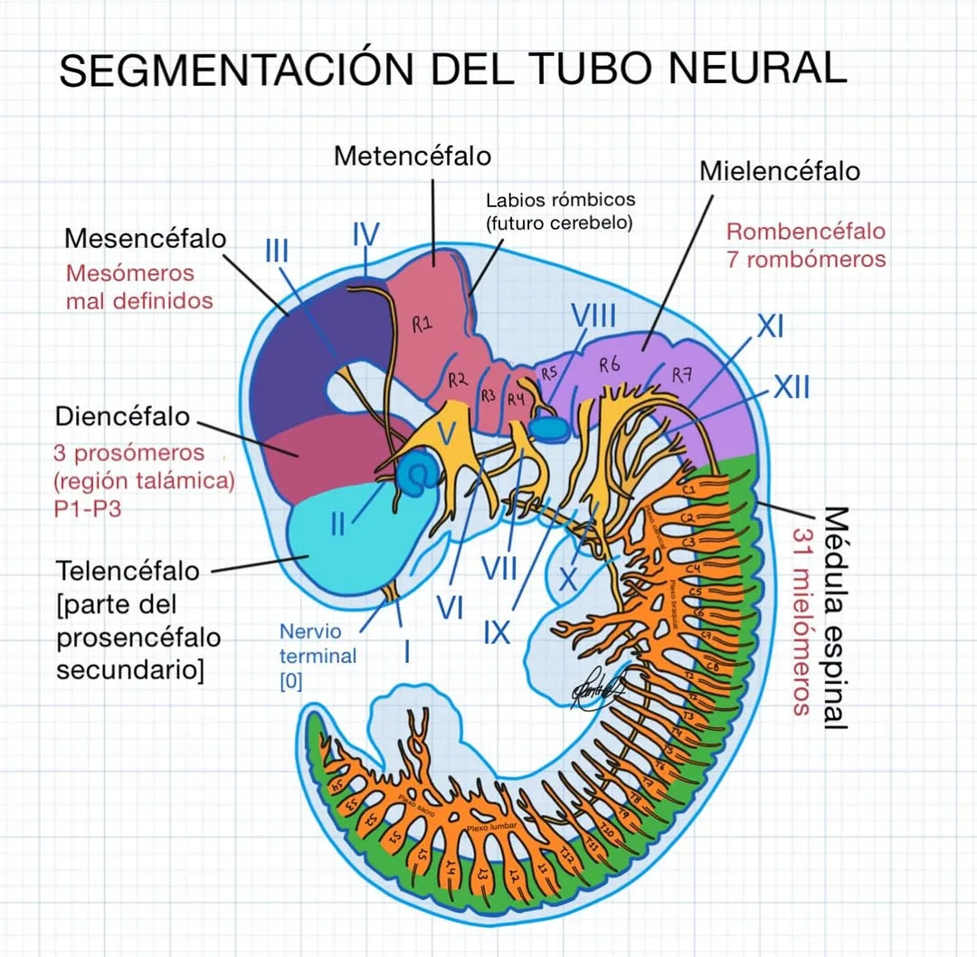 Fisiología - ♦️SUSCRÍBETE♦️ https://youtu.be/h2Q-fXpiSkw | Facebook