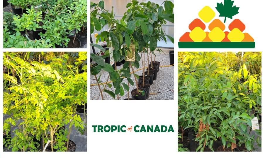 Tropic of Canada: Grow Tropical Plants in Ontario