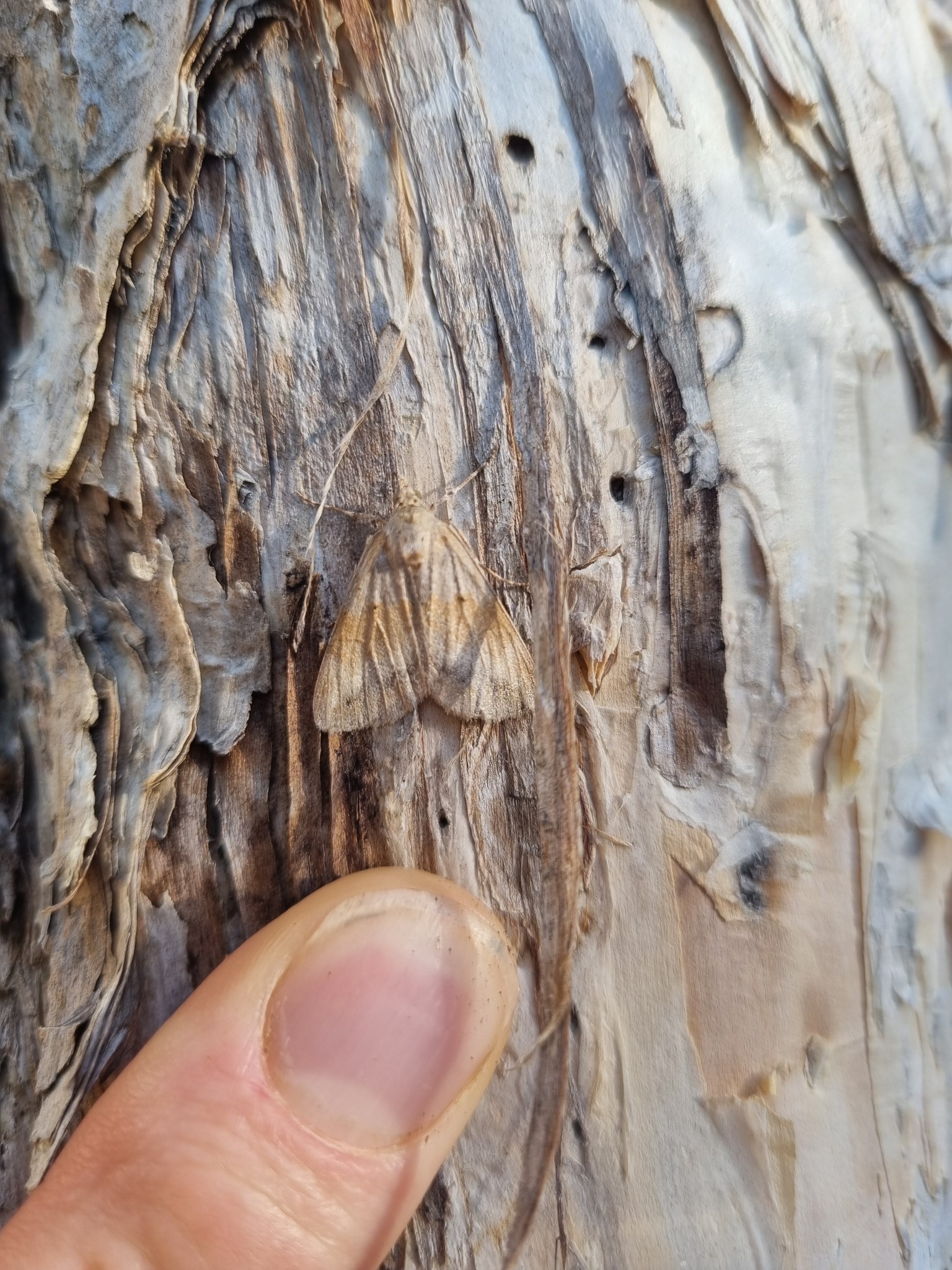 Insects of Perth & South West Western Australia | Cool little bug, no ...
