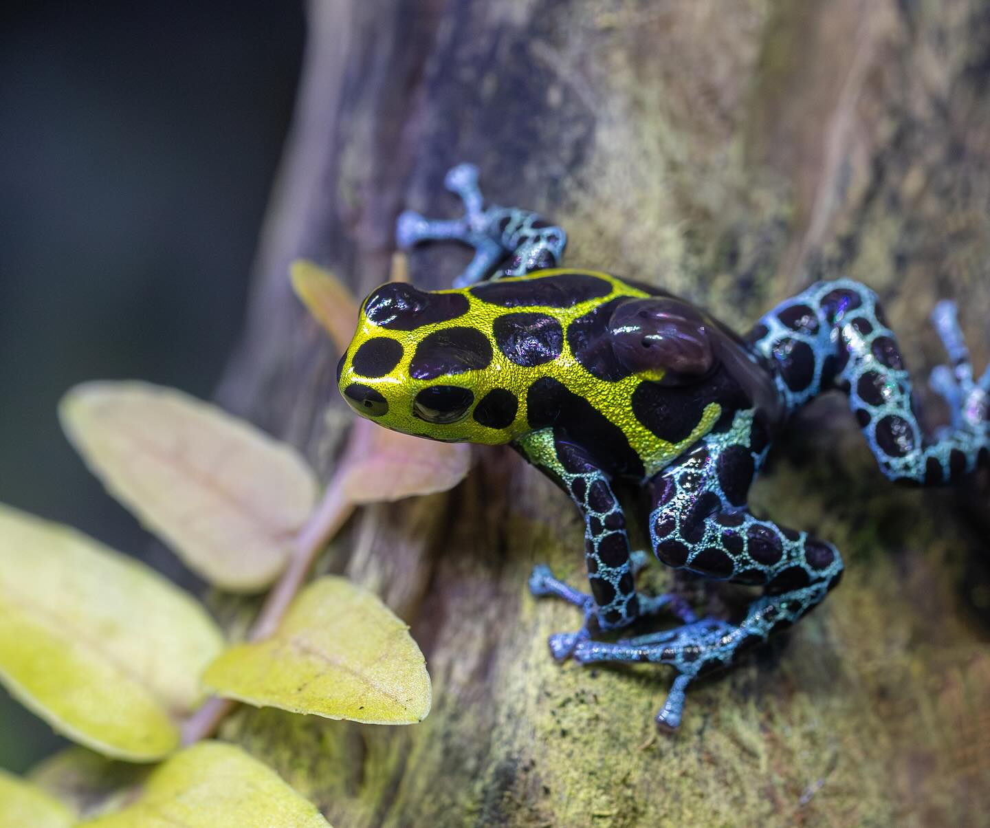 This stunning Ranitomeya variabilis... - The Reptile Report | Facebook