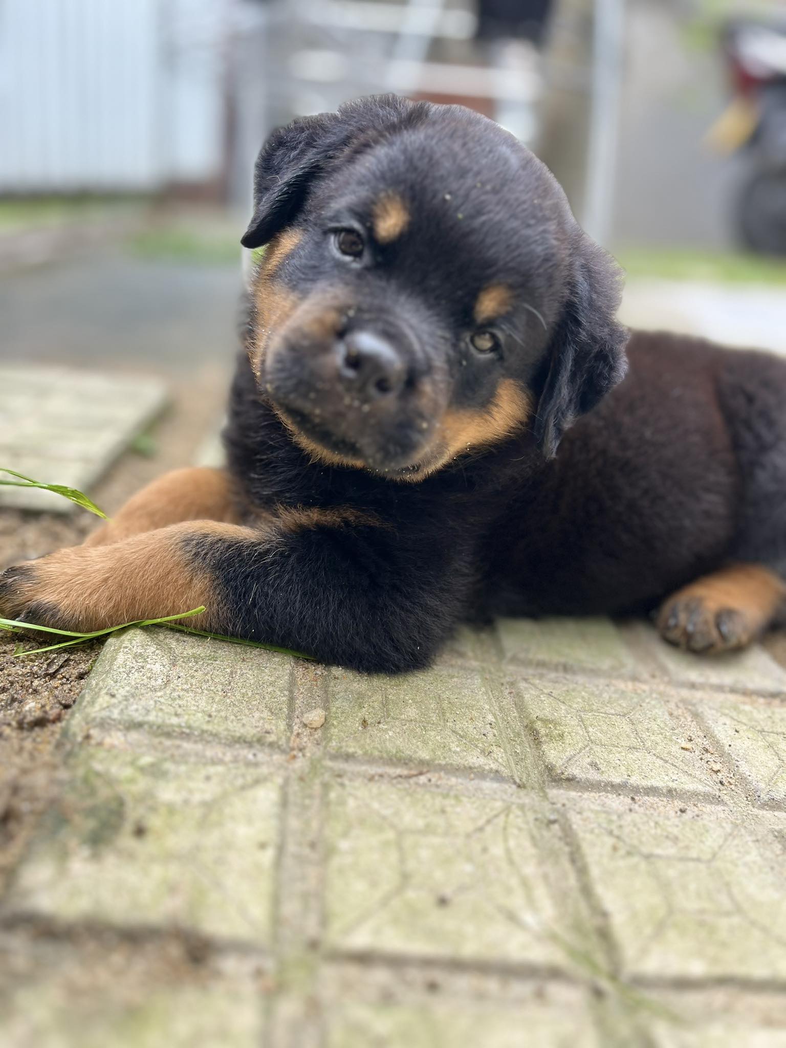 Rottweiler - “Behind those tiny paws and curious eyes is a heart full ...