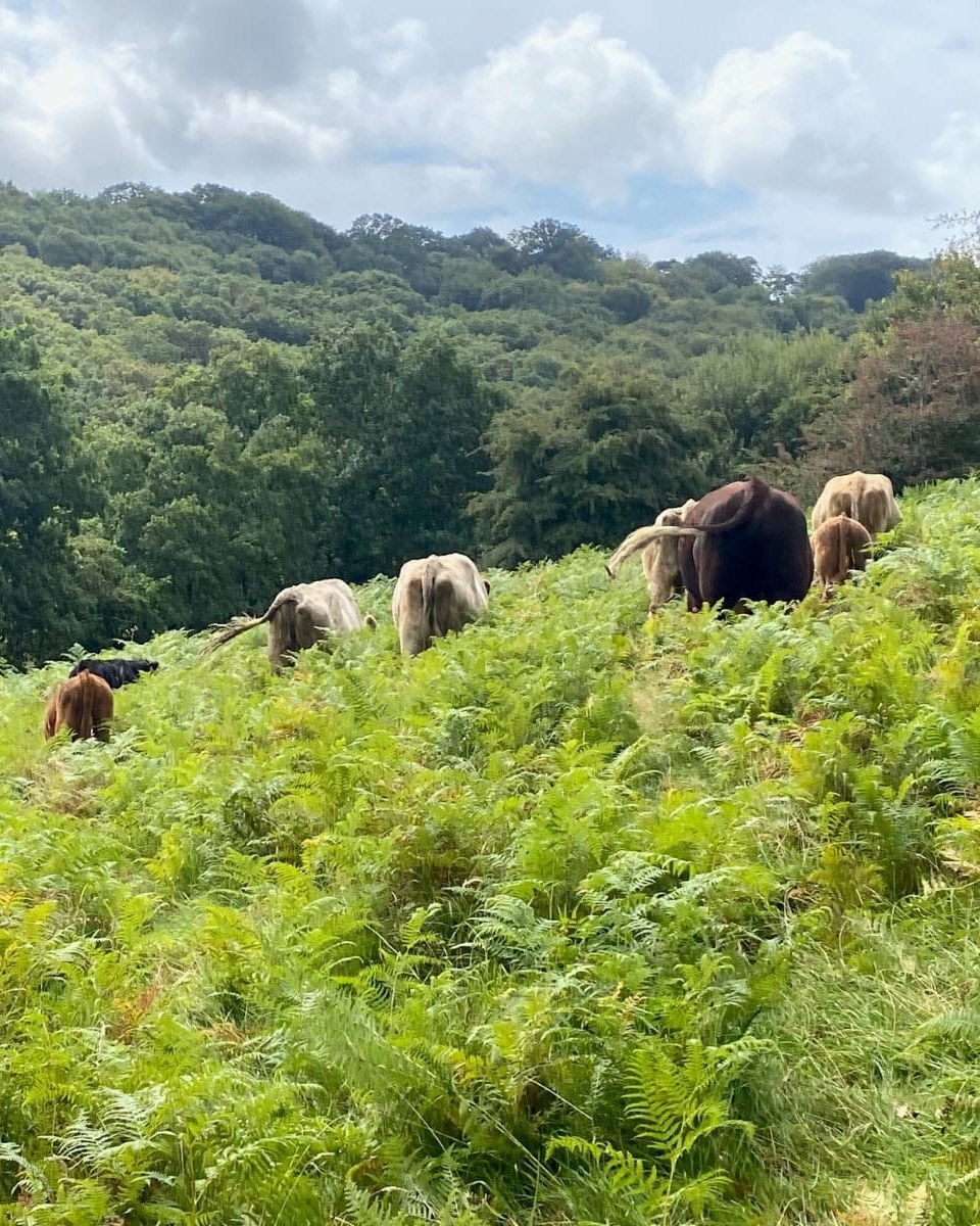 A herd of cows, from a local... - National Trust Dartmoor | Facebook