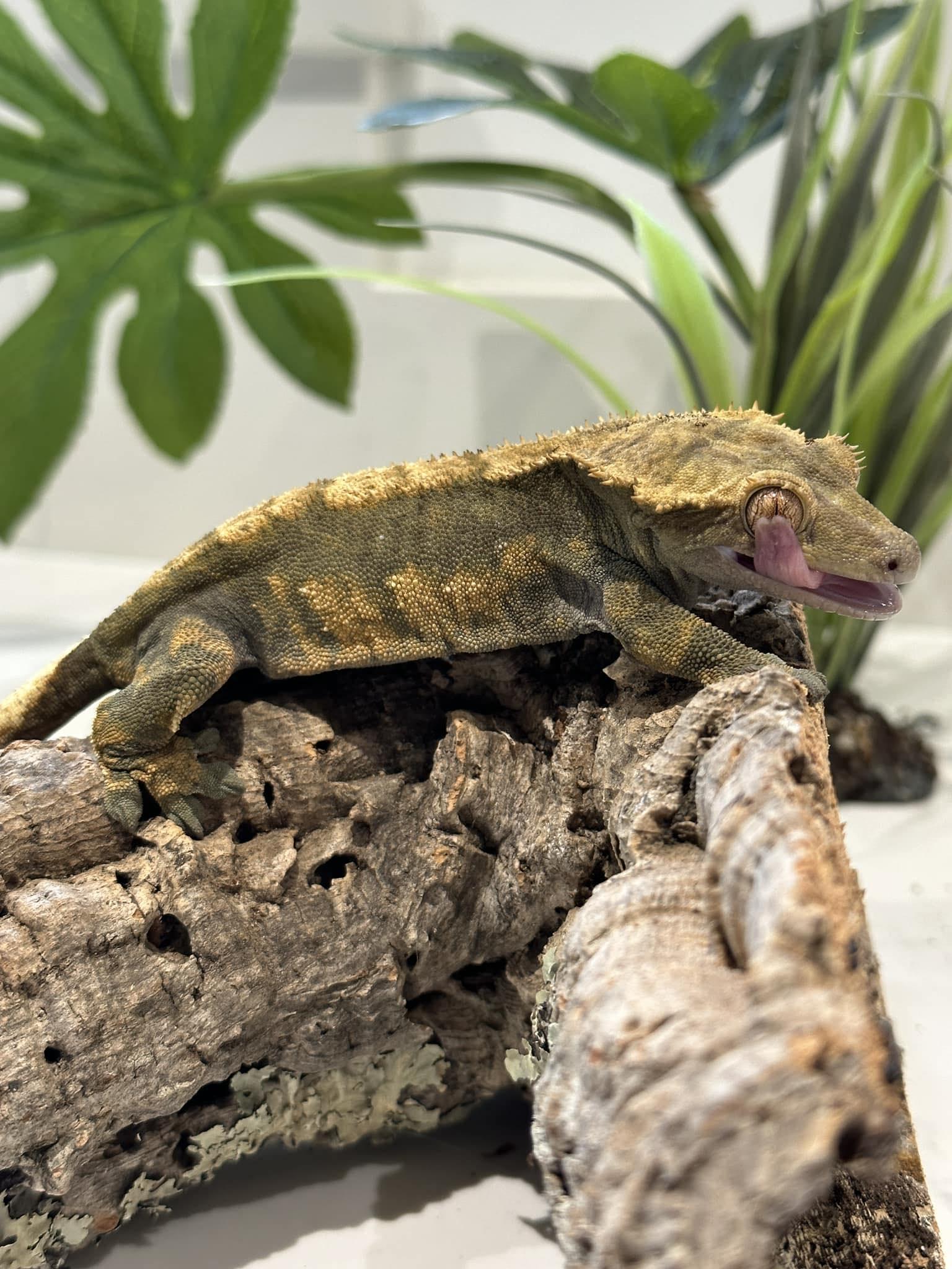 The Gecko Man