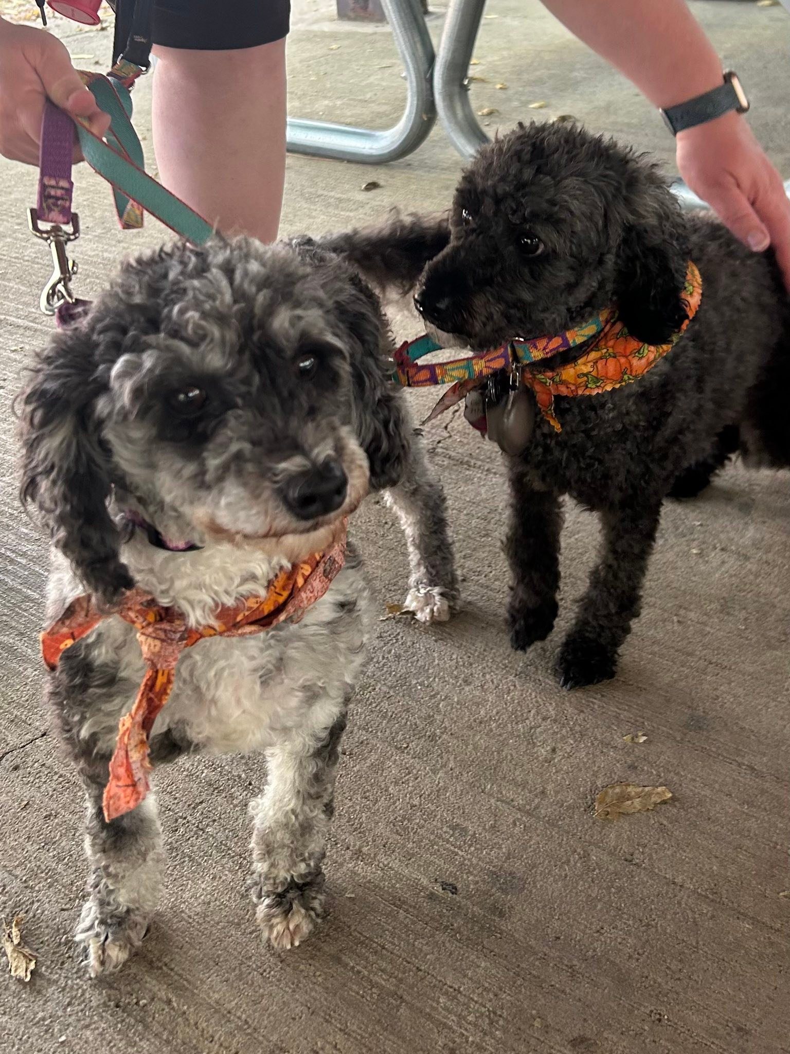 Cocker Spaniel Adoption Center - www.cockeradoptions.org