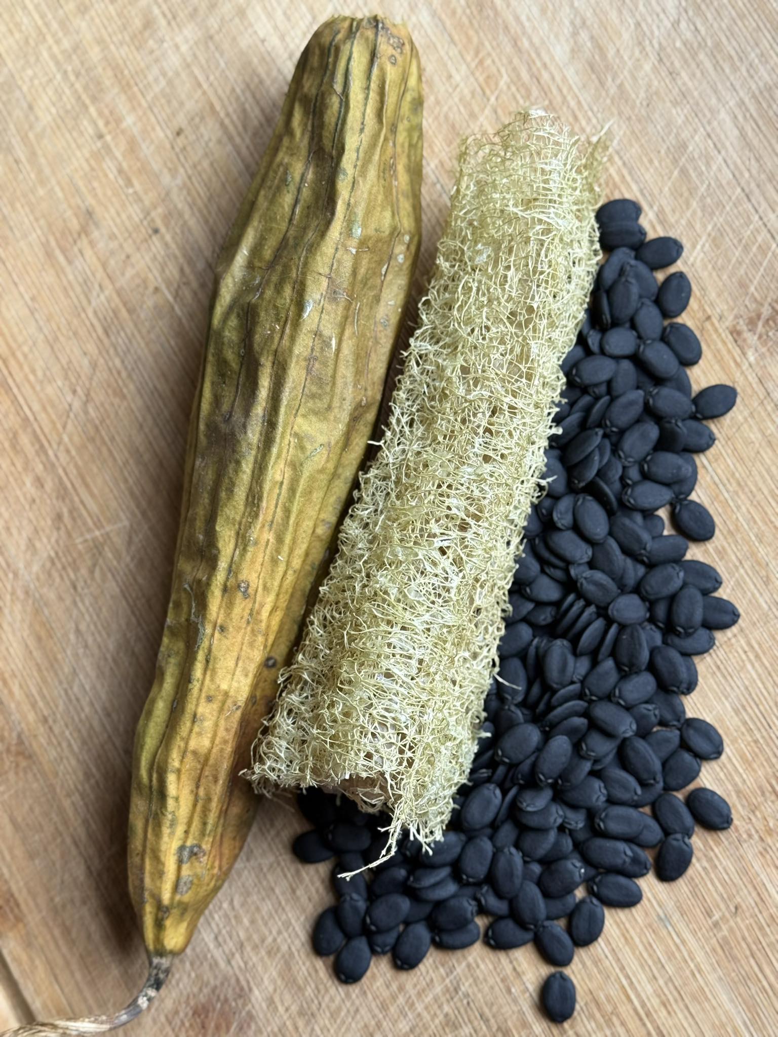Roots - This👇 is what a luffa sponge looks like before (and after) it’s ...