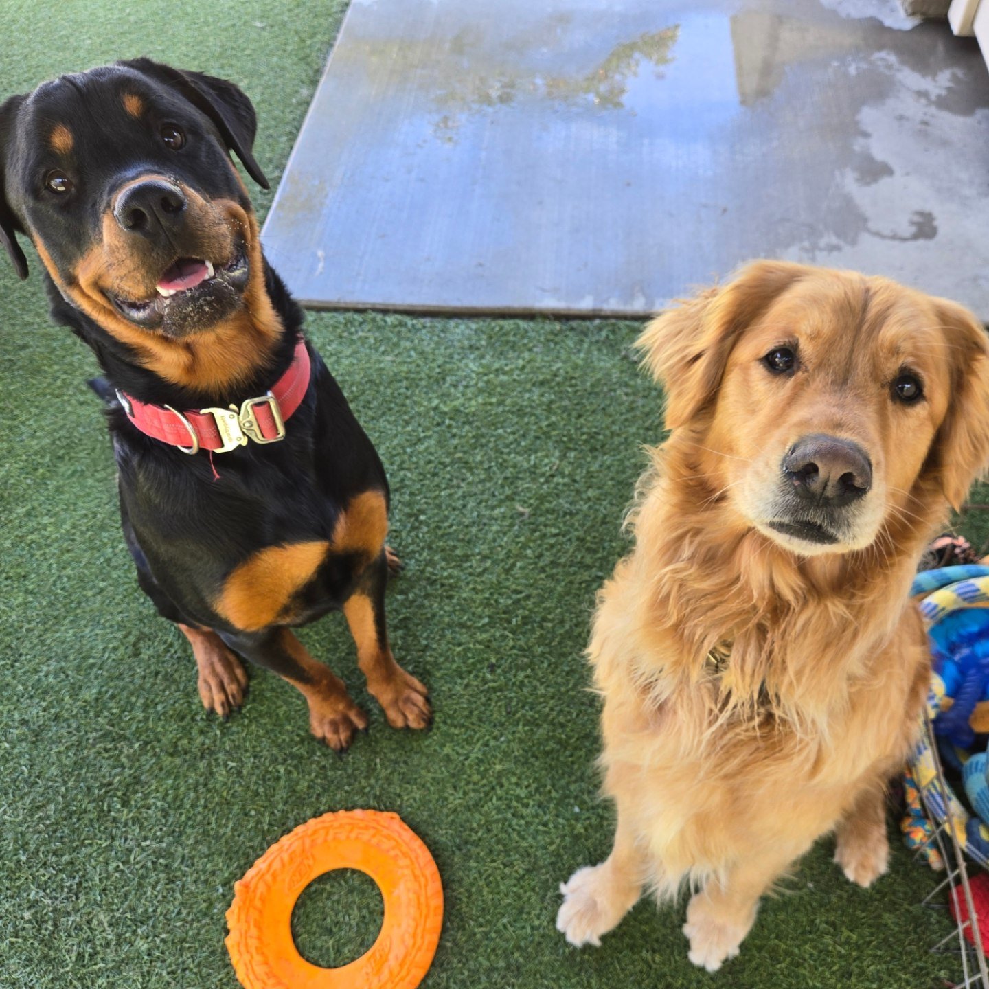 Spring Creek Kennel &... - Spring Creek Kennel & Cattery