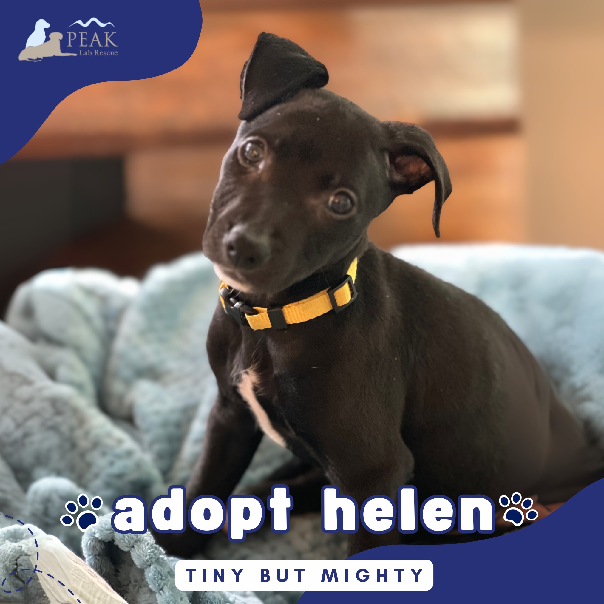 Peak Lab Rescue - 🐾🩷FEATURED ADOPTABLE - HELEN🩷🐾 Meet... | Facebook