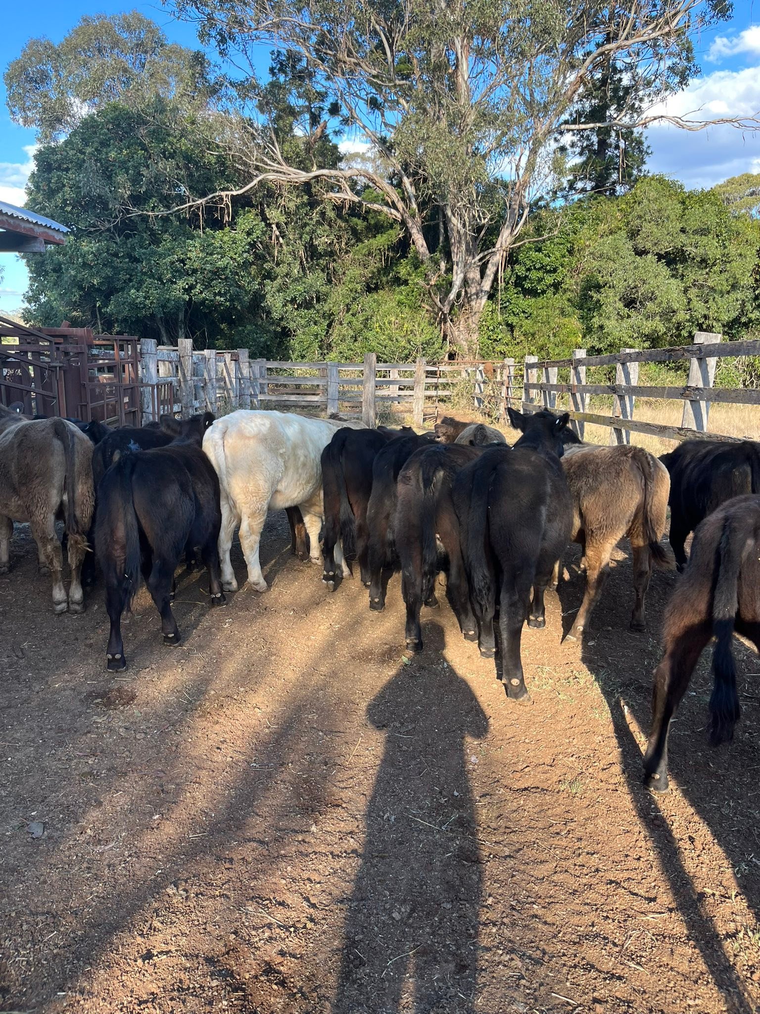 Ruby Ridge Angus | Kingaroy QLD