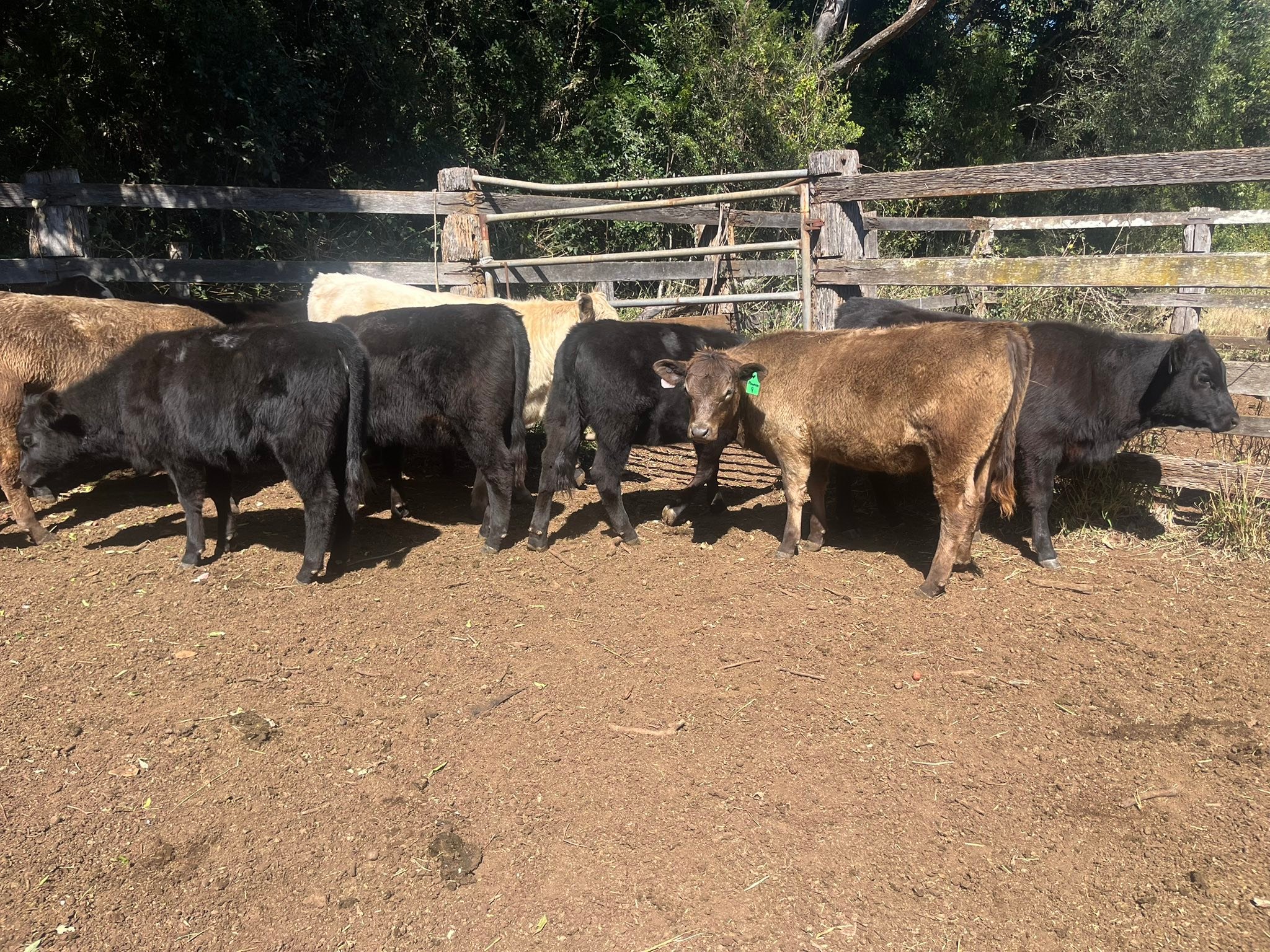 Ruby Ridge Angus | Kingaroy QLD