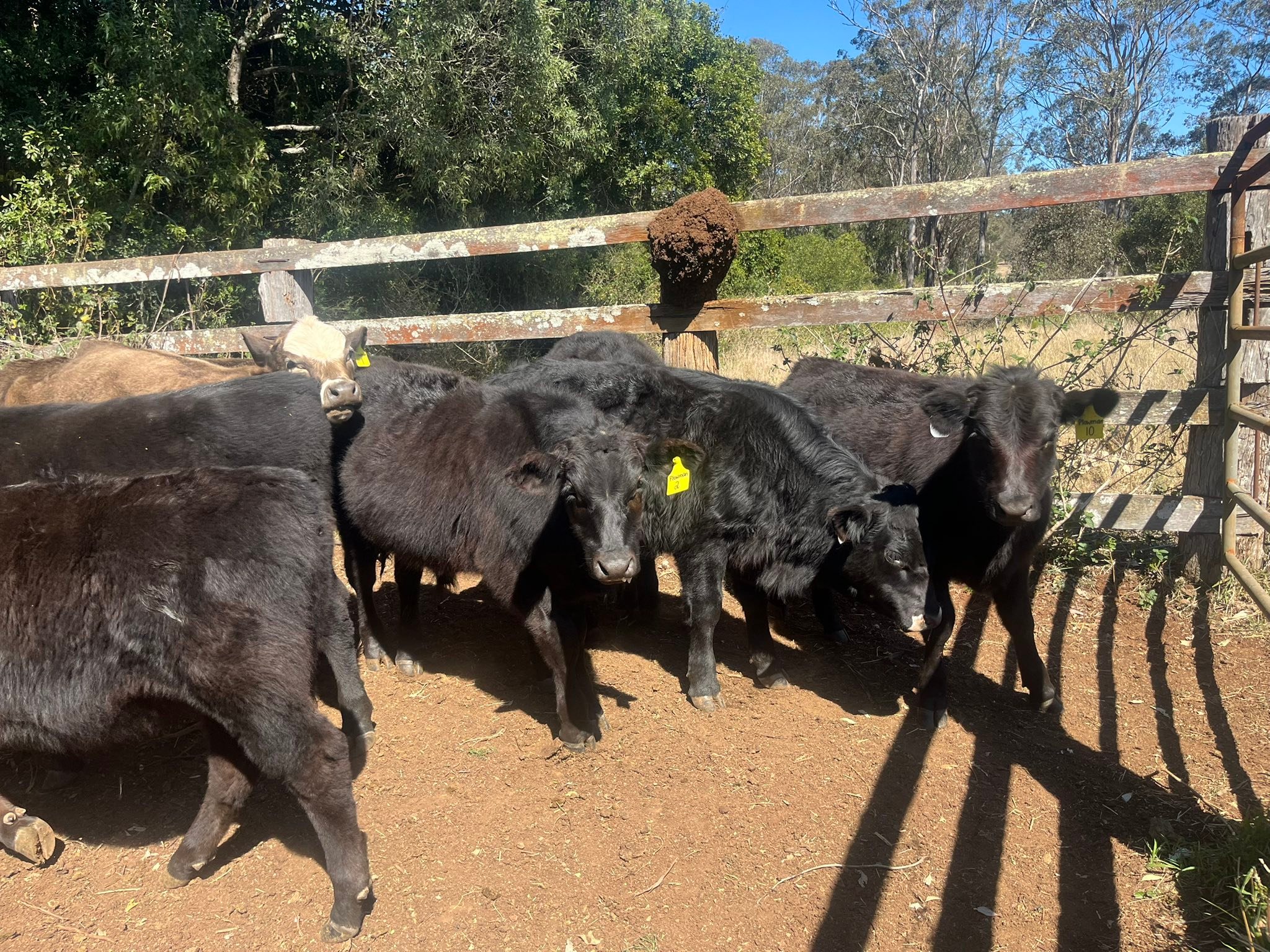 Ruby Ridge Angus | Kingaroy QLD