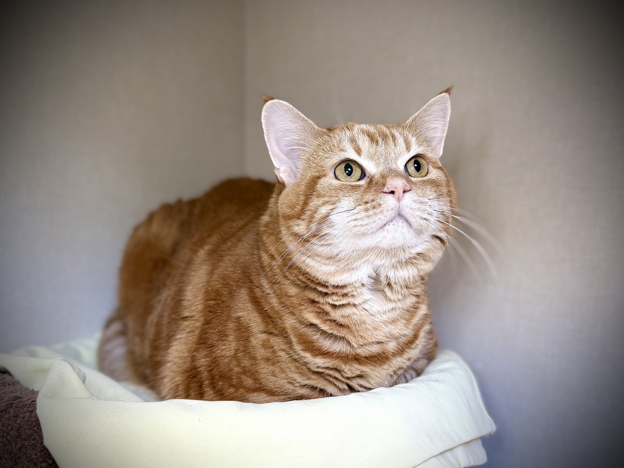ADOPTED!! Meet Abby,... - Clarenville Area SPCA Adoptables | Facebook