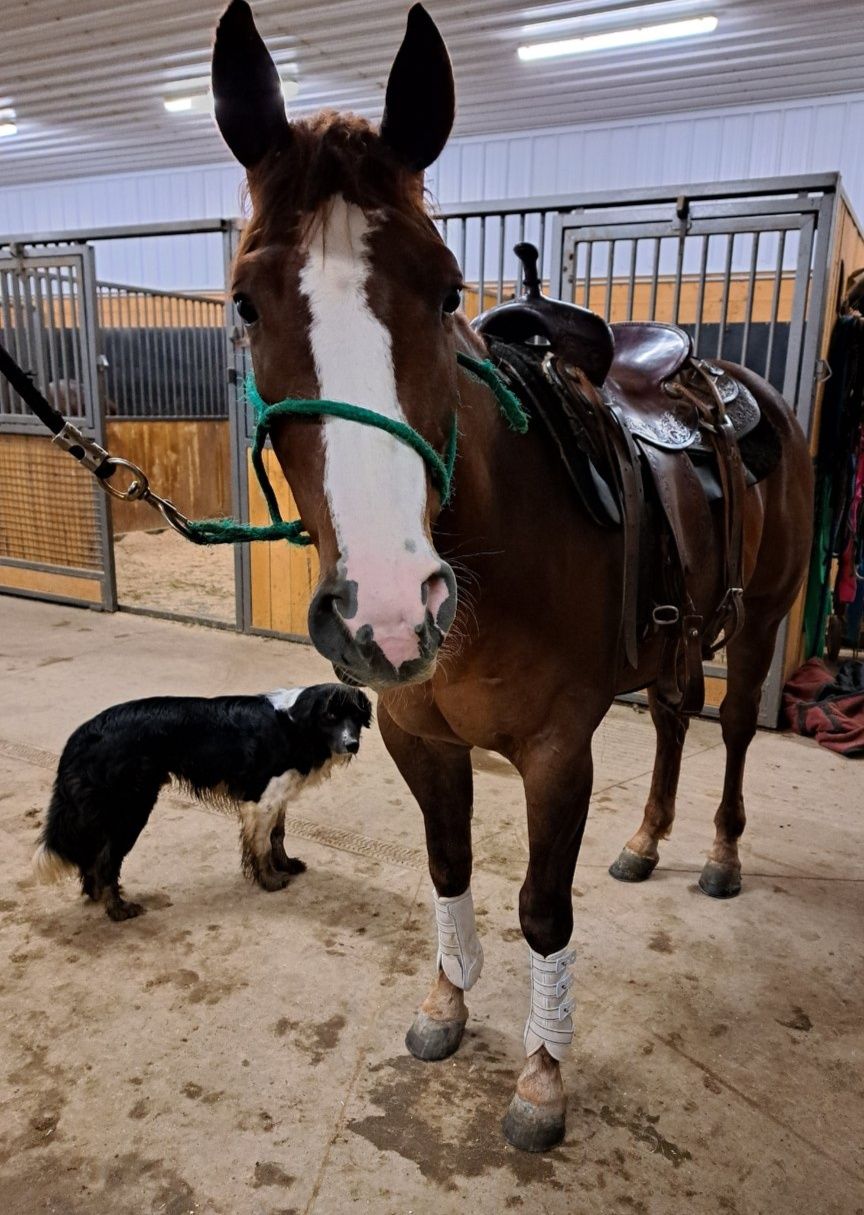 Murphy - 4-year-old 