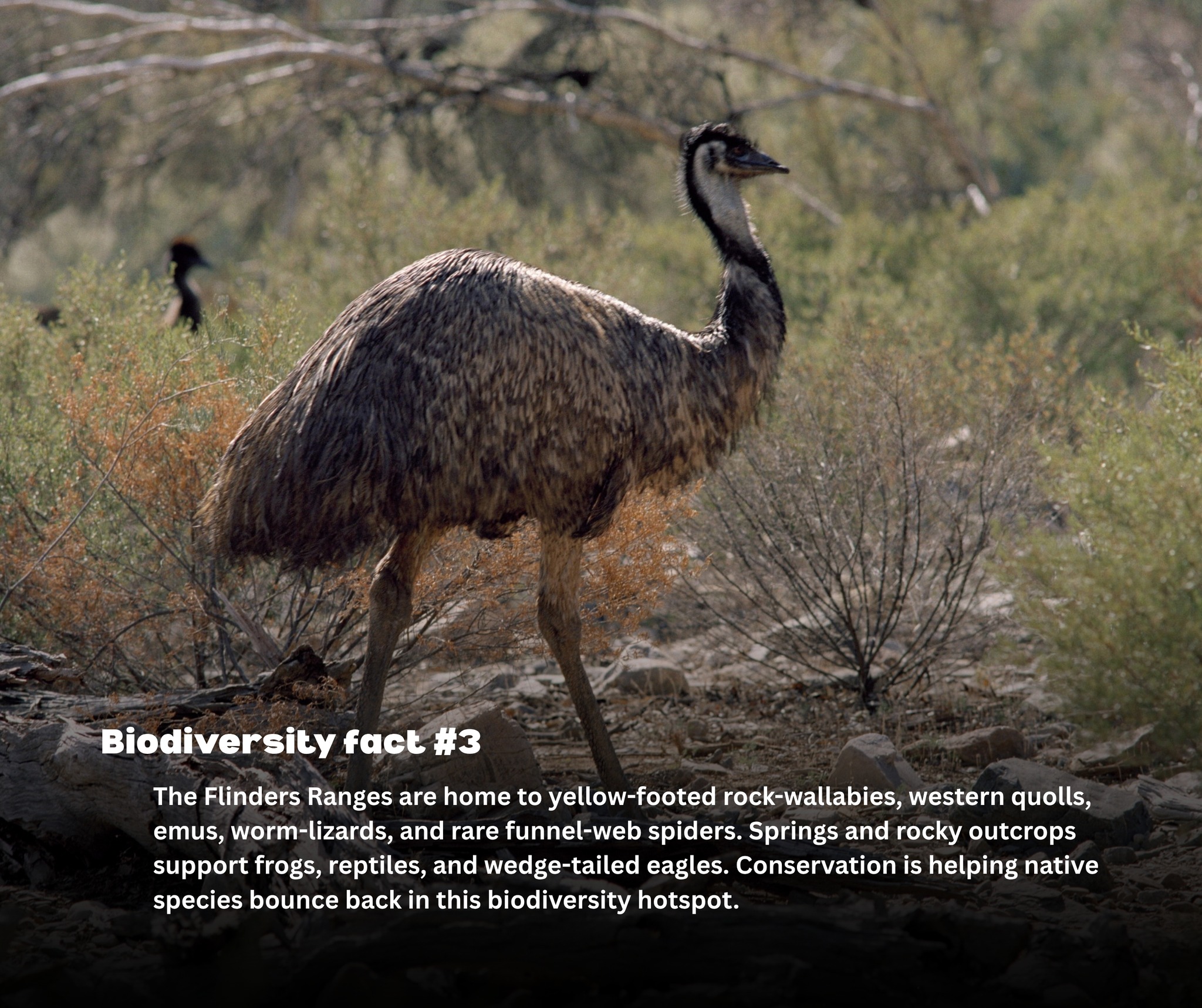 Foundation for National Parks & Wildlife | Sydney NSW