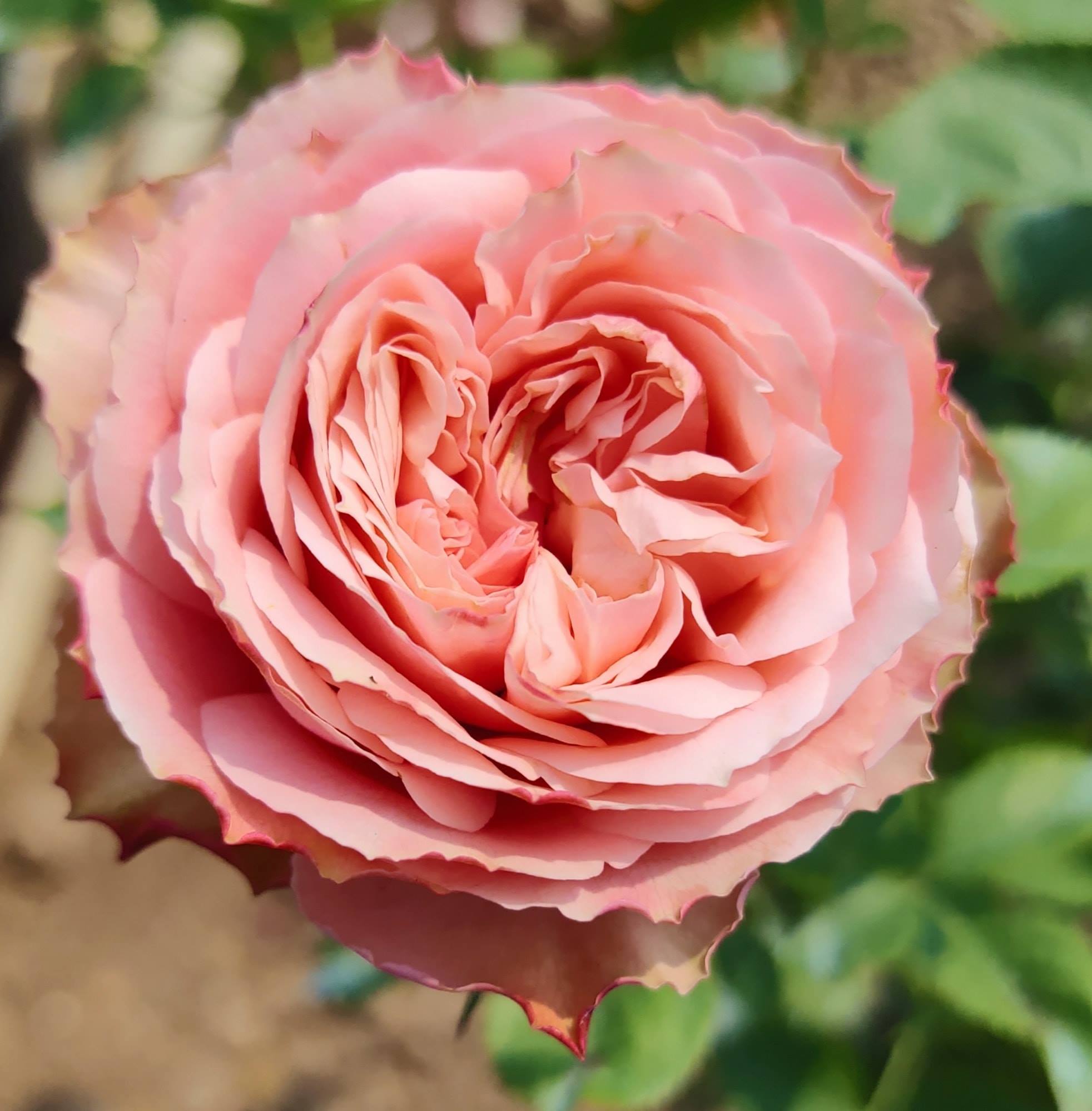 With Heart and Soul rose ***New... - บ้านสวนกุหลาบ by นุช