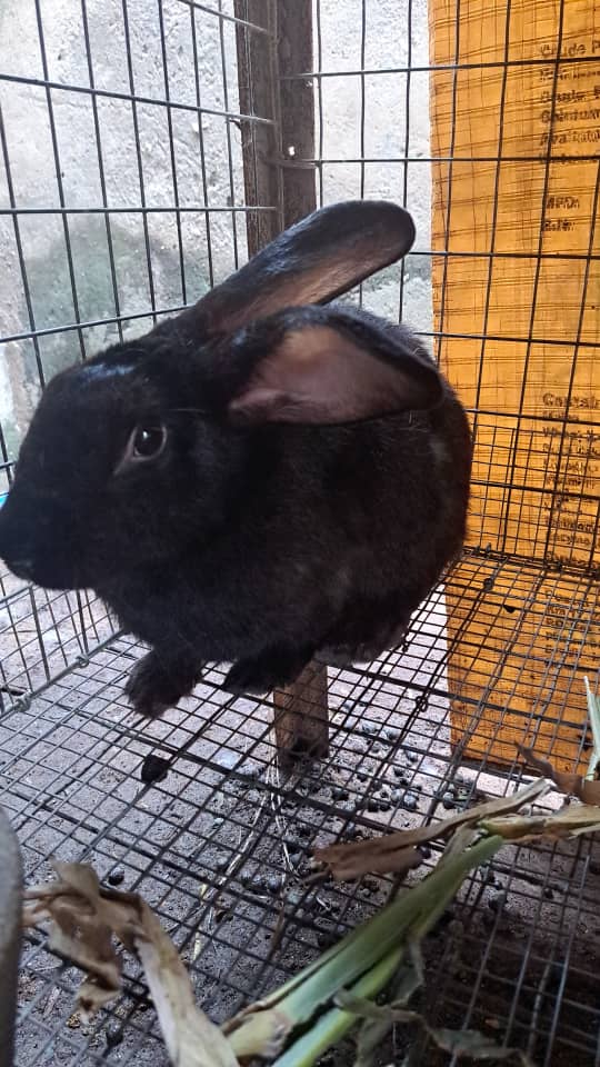 Rabbit Farm Nigeria