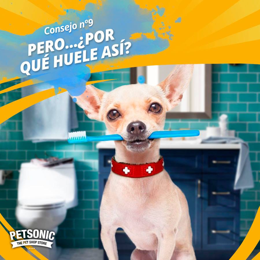 Petsonic - El mal aliento de mi perro 🐶 ¿puede ser por... | Facebook