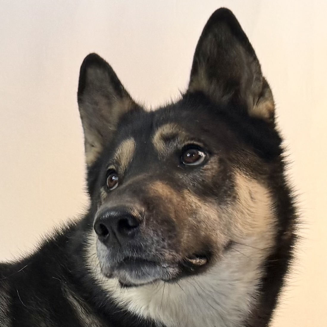 Beaverhead - Meet Rambler – Your Laid-Back Adventure Buddy! 🐾 Breed ...