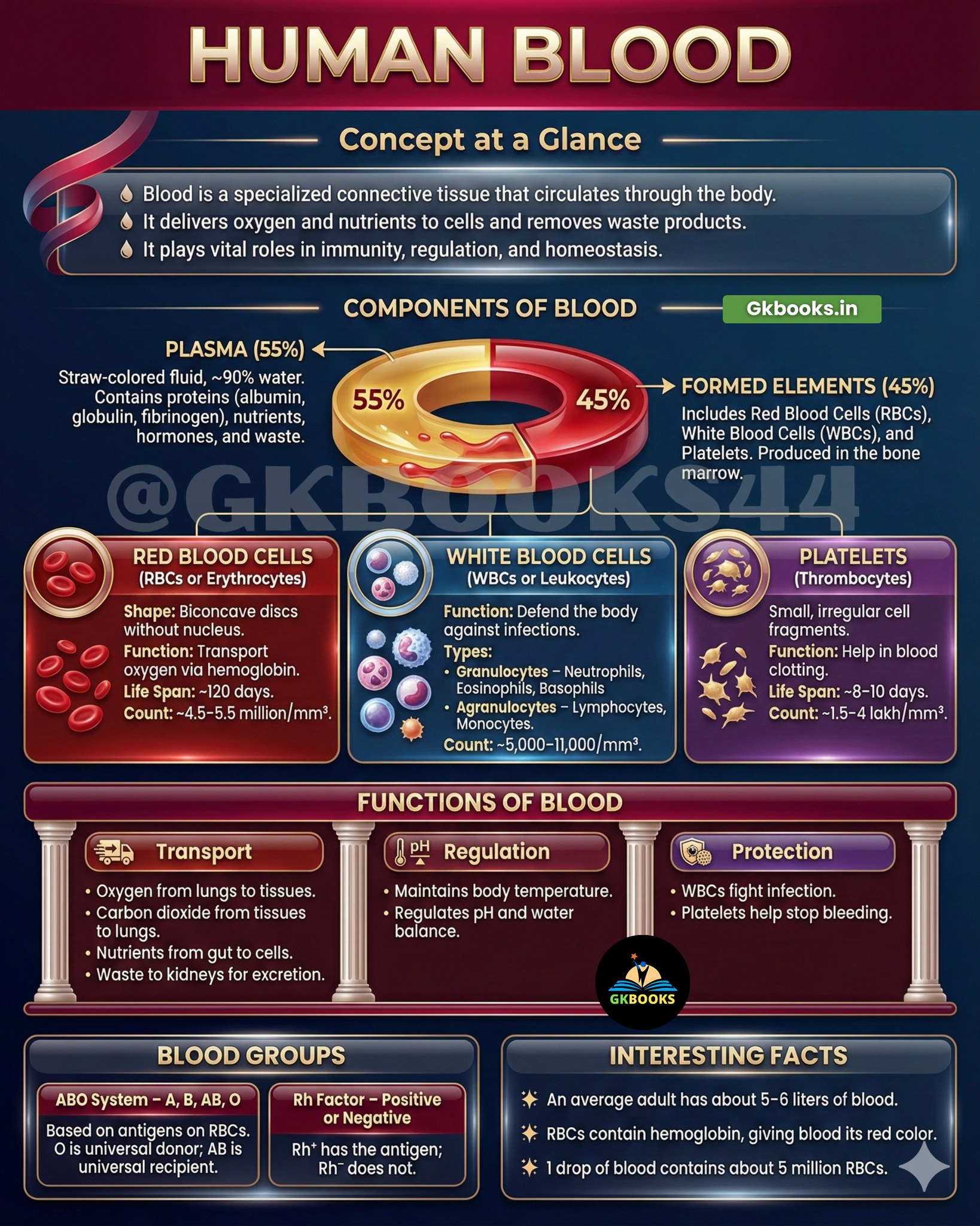 InfoPic - 🩸 Human Blood: Concept at a Glance Human blood is a ...