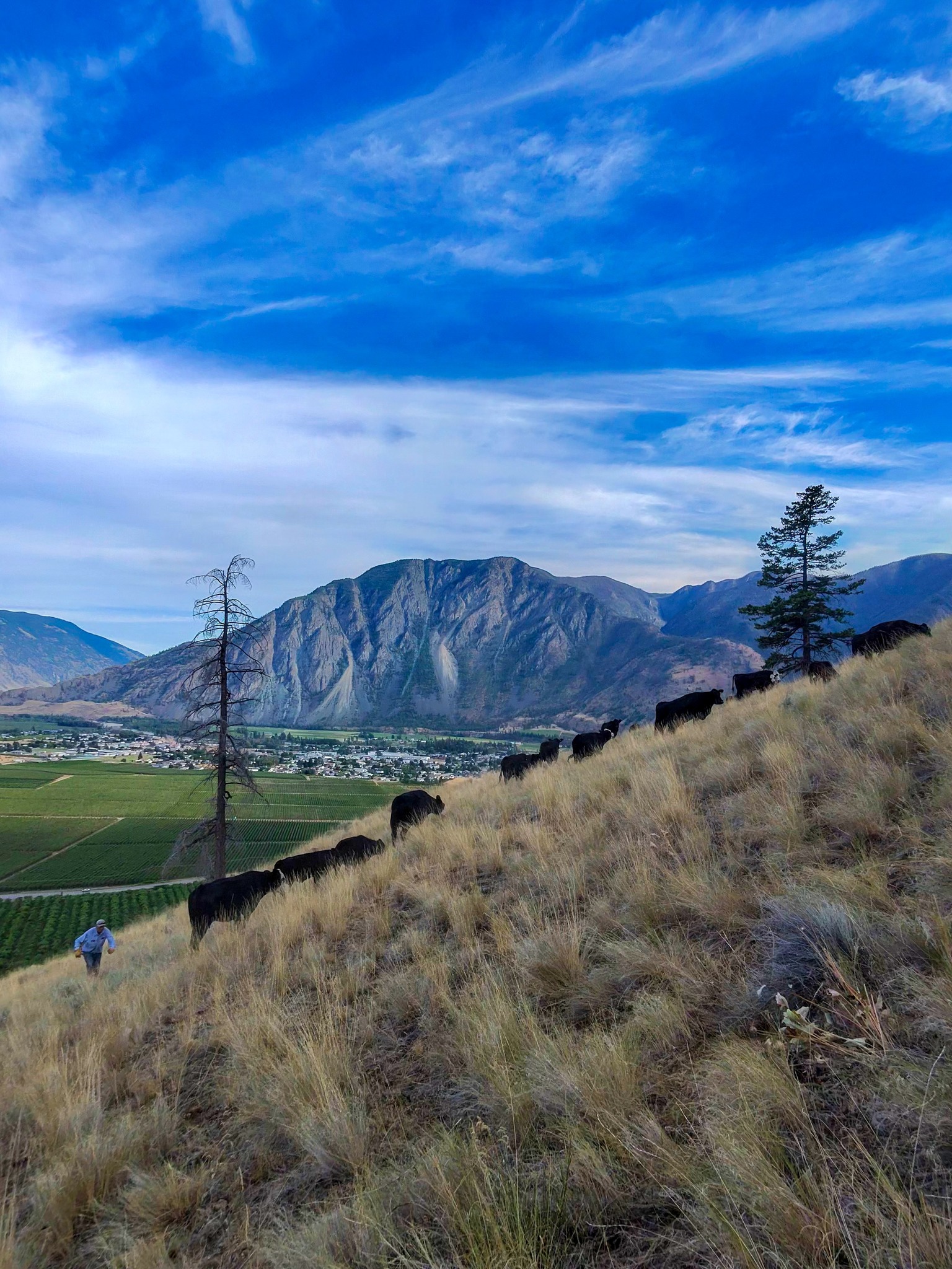 Clifton Ranch Homegrown Beef | Keremeos BC
