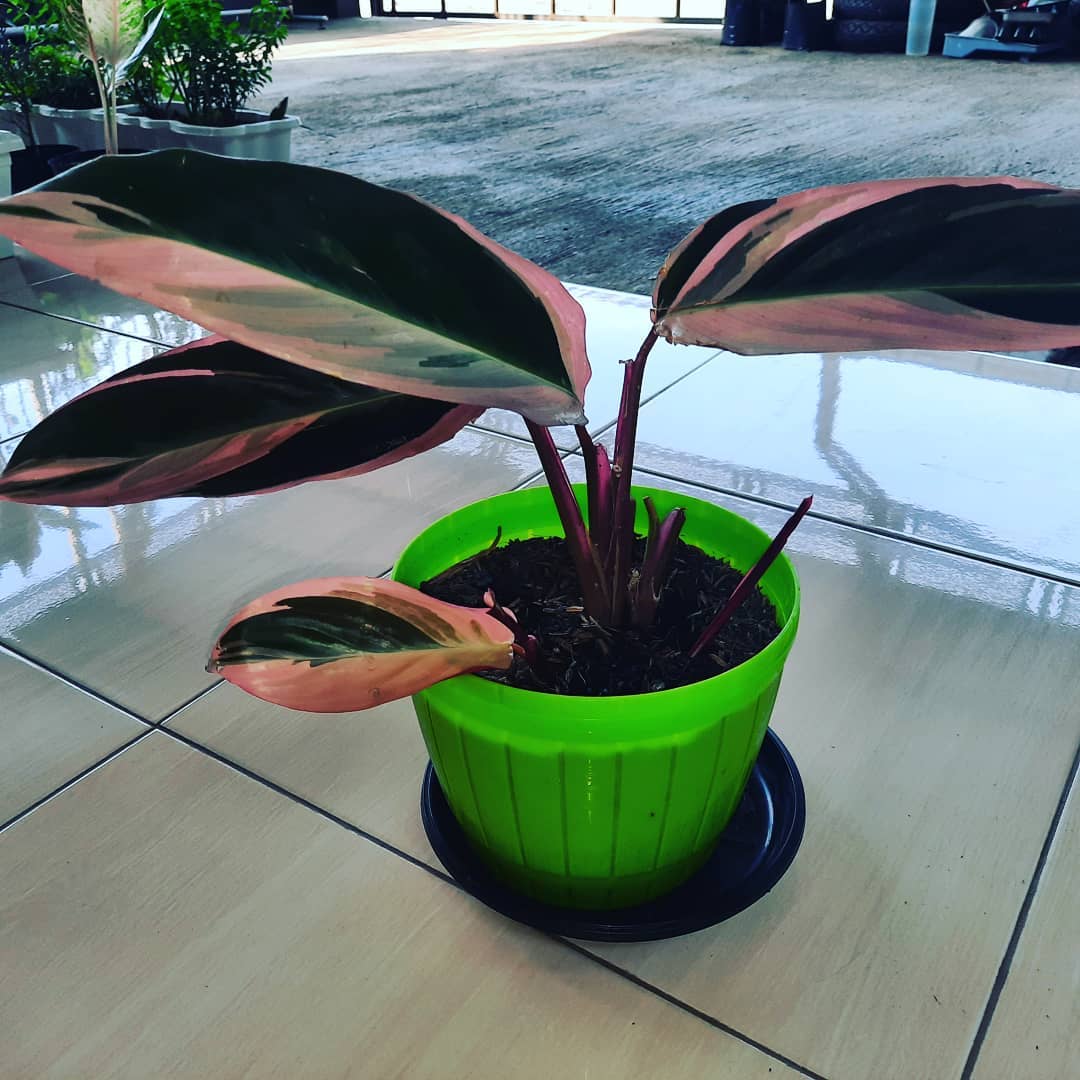 Ega's Plants - 🌿 Meranti Bali / Calathea Tricolor Cantik...