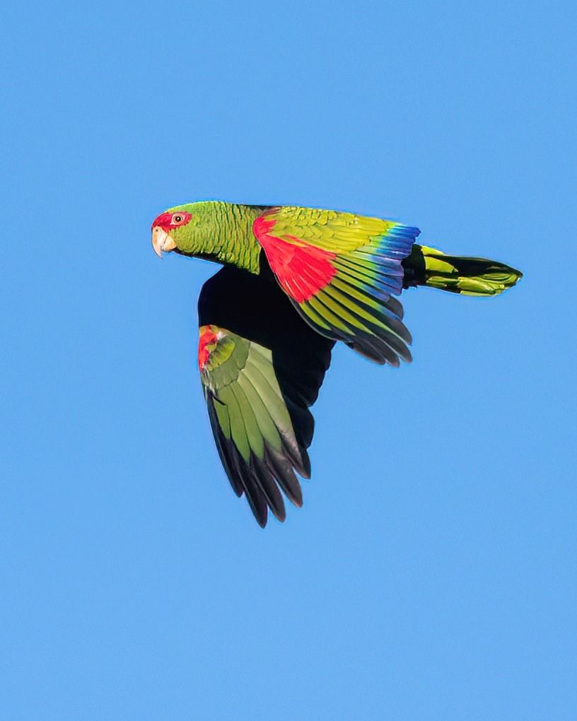 Wondershots - Red-spectacled Parrot. The red-spectacled amazon (Amazona ...