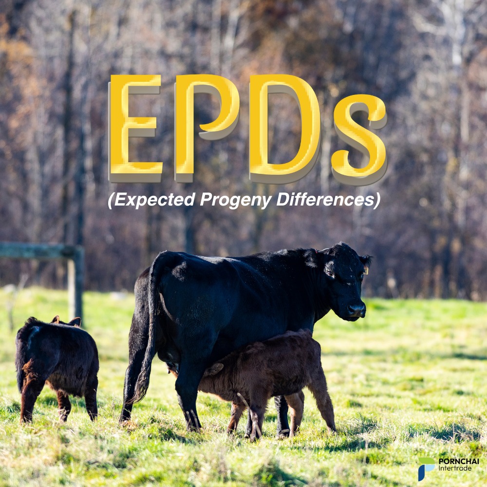 Pornchai - EPDs (Expected Progeny Differences) คือ ค่าประเมินทาง ...