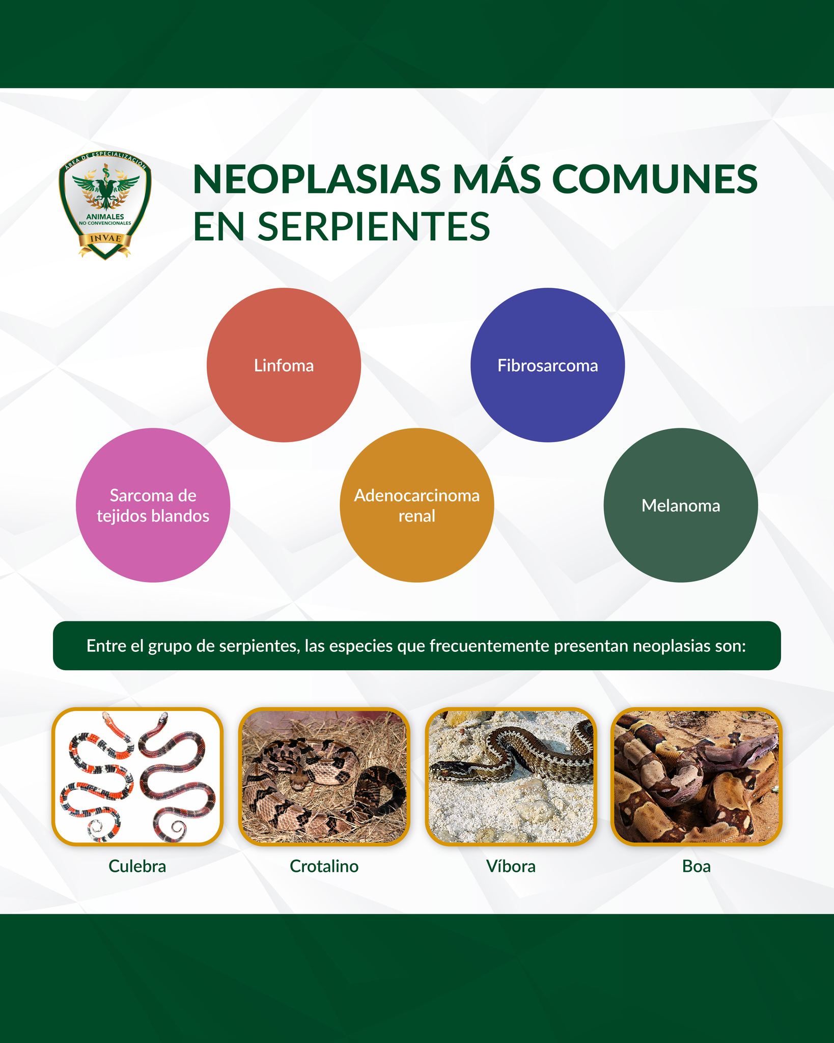INVAE - Las neoplasias son problemas, que comúnmente se encuentran en ...