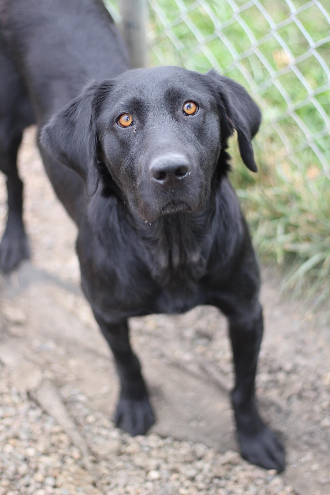 Heartland - Pearl 🖤 Gender: Female DOB: 2/6/2021 Age: 4 Years, 9 Months ...