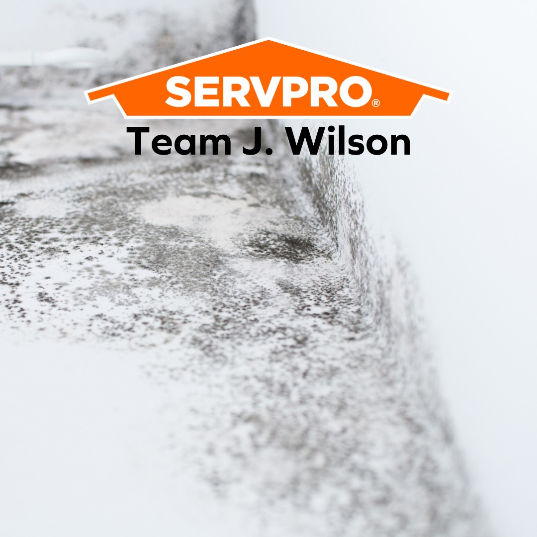 SERVPRO - Mold spores can linger in the air long after visible mold is ...