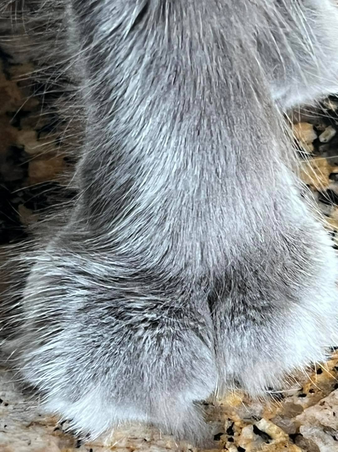 Mountain Peak Maine Coons - Duchess has polydact paws, all four paws ...