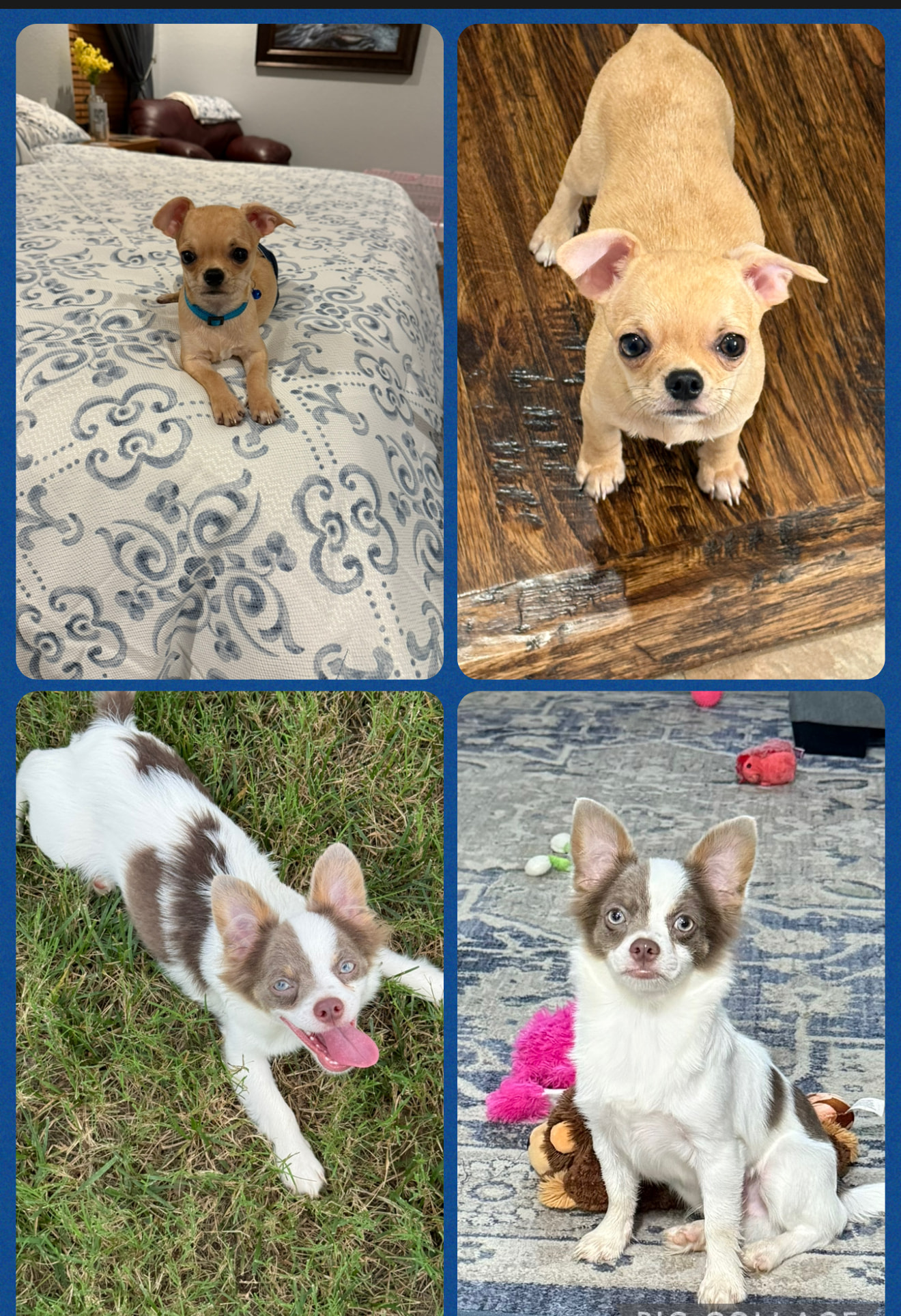 Pitiful Pups - ️Both have been ADOPTED ️ Bruno got... | Facebook