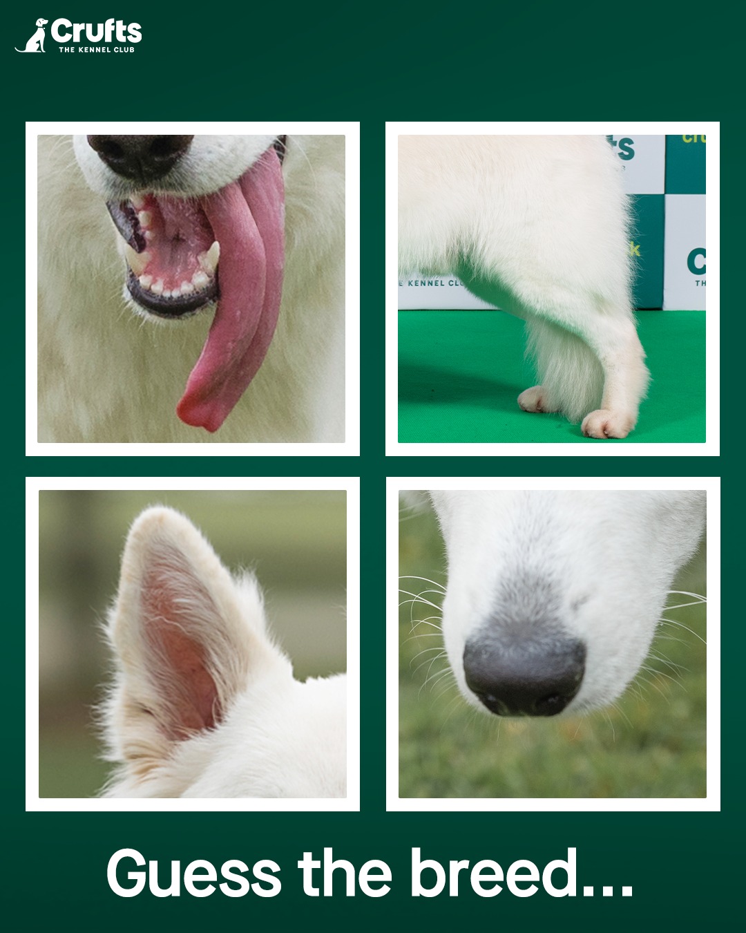 Crufts - Have you and your dog qualified for Crufts 2017? The Crufts ...