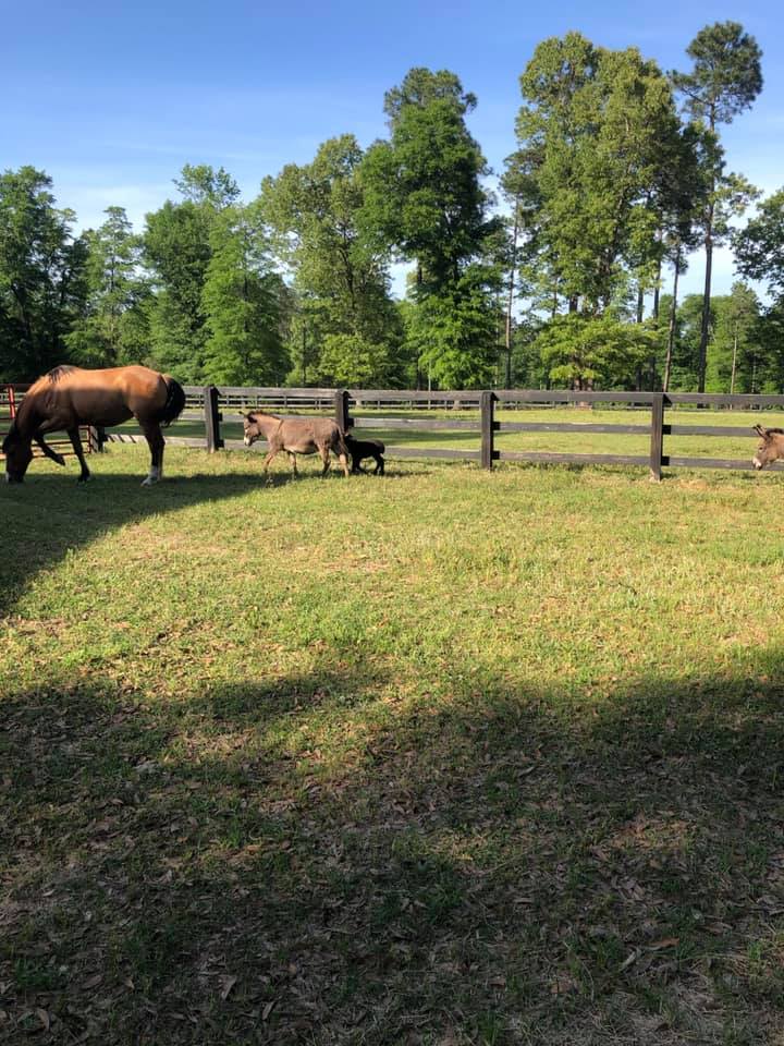 3 Wells Ranch