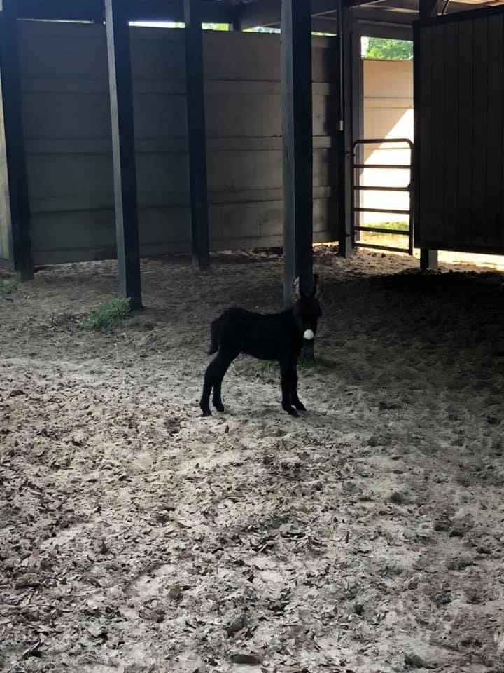 3 Wells Ranch