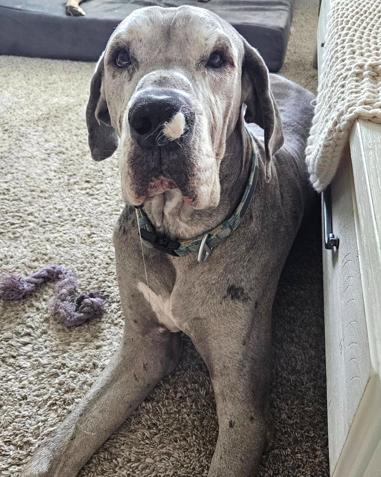 Great Dane Friends of Ruff Love