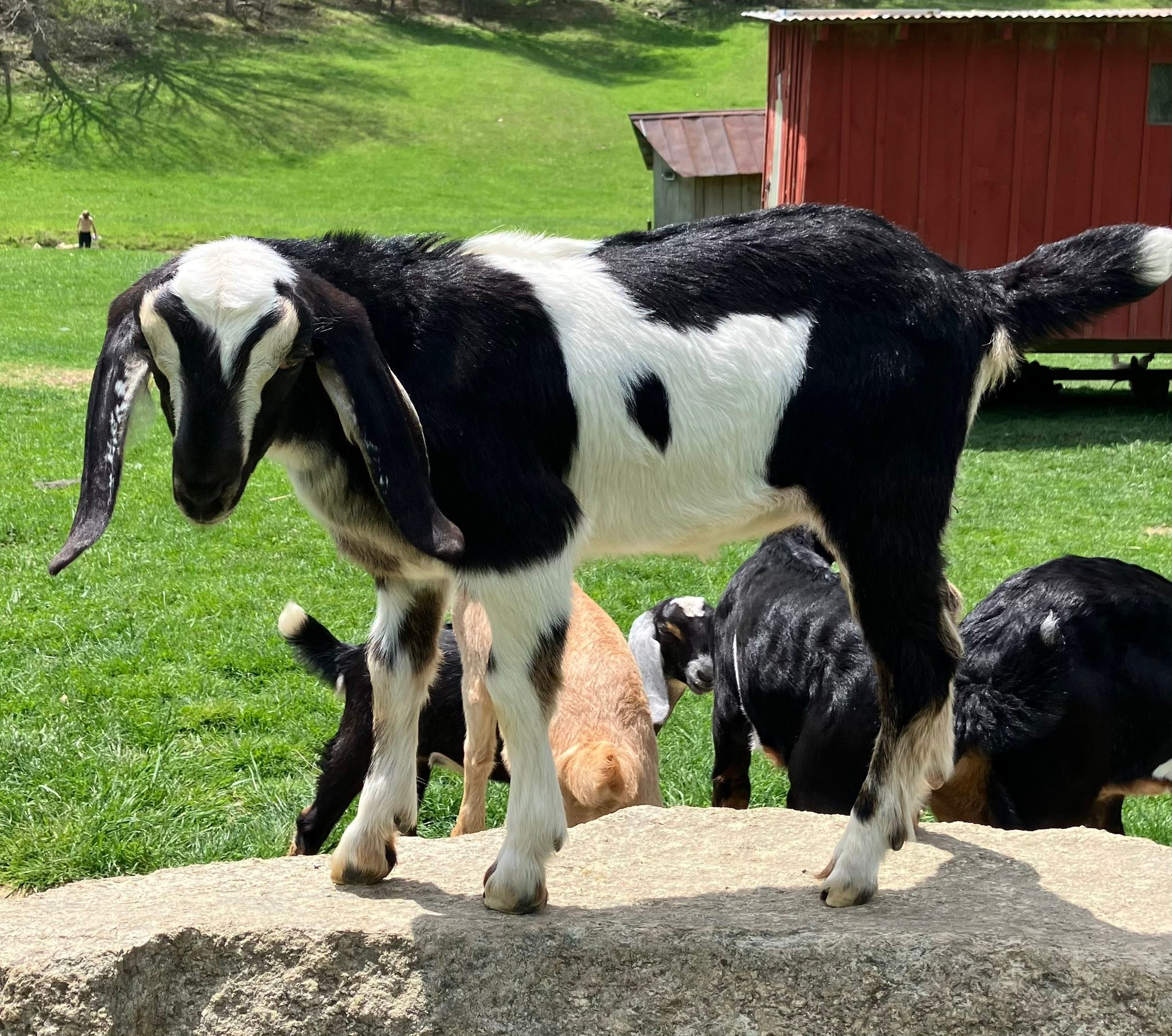 Hen's Tooth Acres Farm | Vilas NC