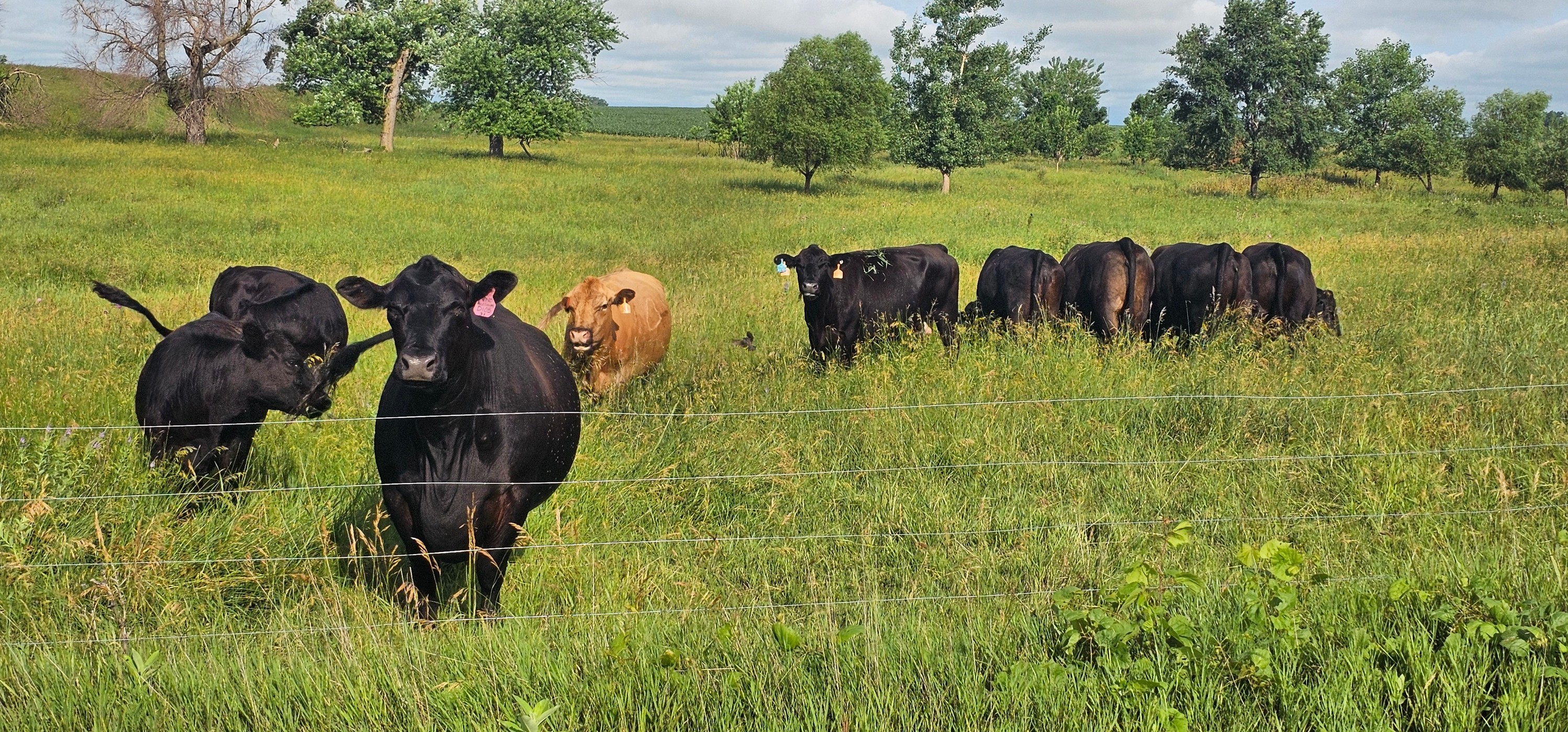 Double B Angus | Manson IA