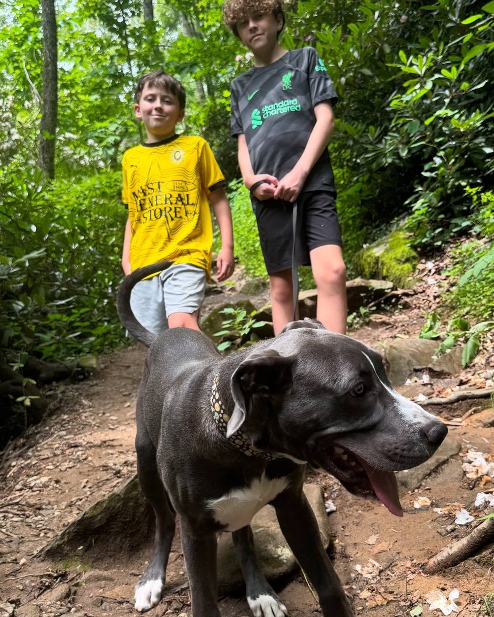 Great Dane Friends of Ruff Love