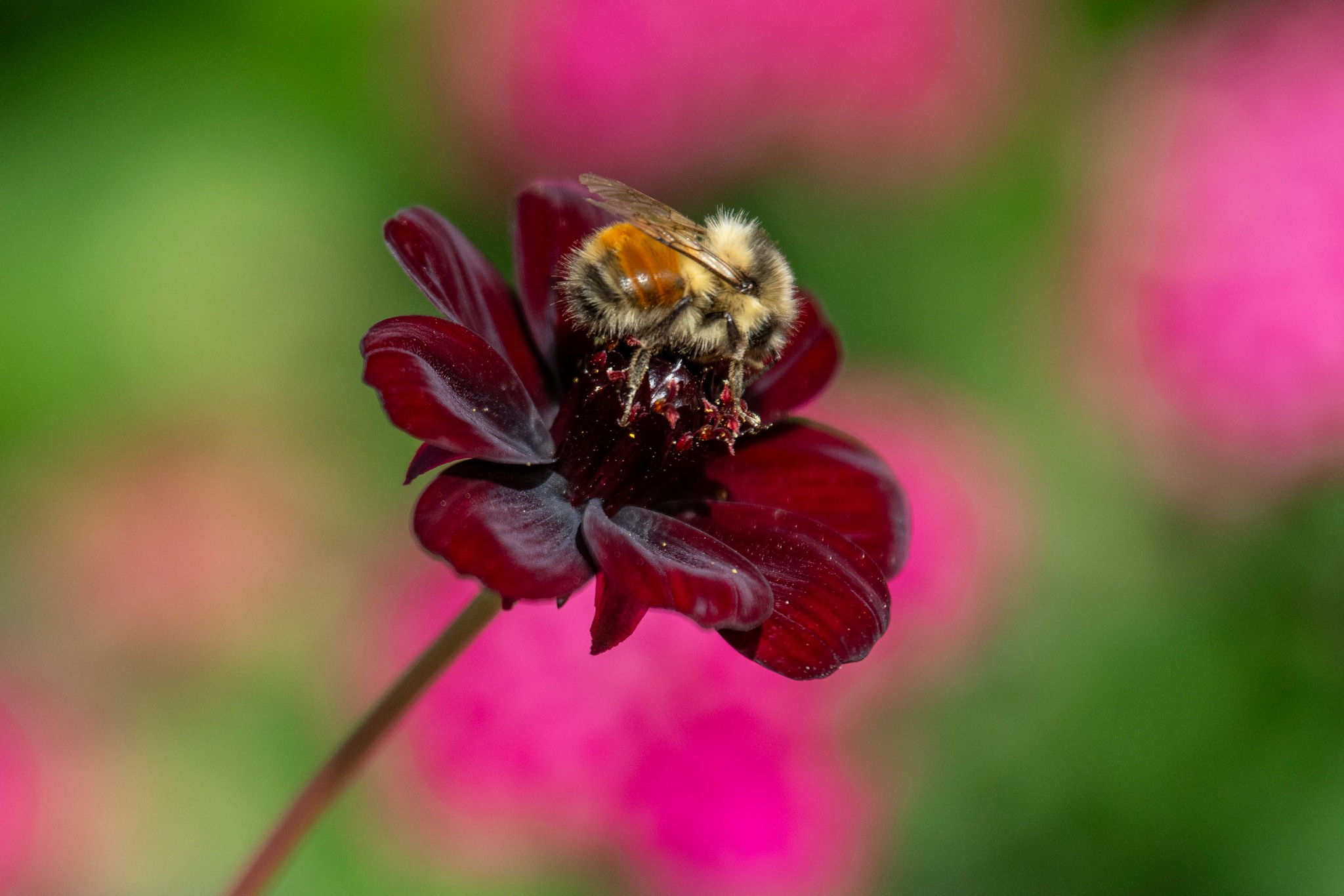 It's National Pollinator... - Point Defiance Zoo & Aquarium | Facebook